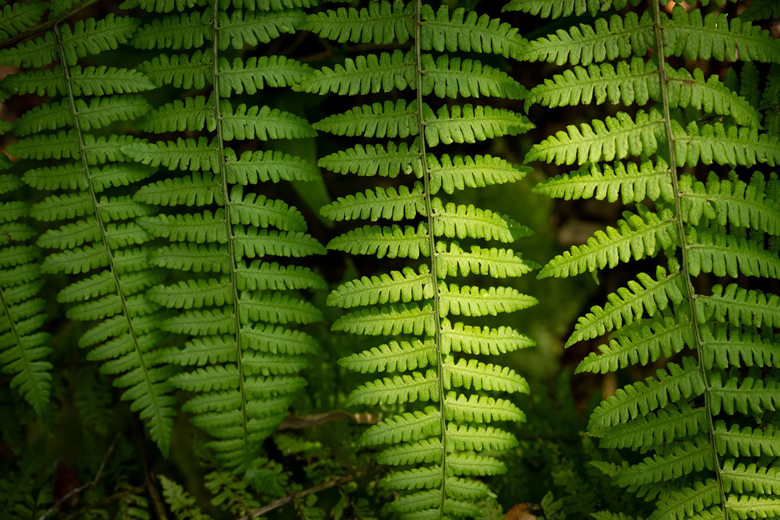 Waikamoi Ferns 2.jpg