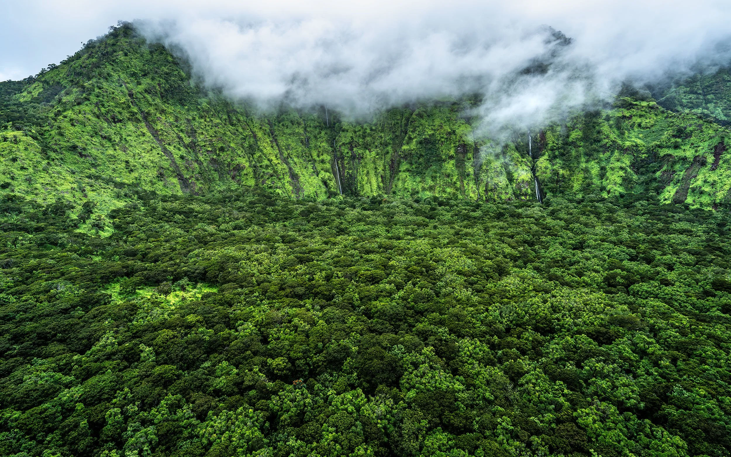 East-Maui-Forest-Preserve-Aerial-Photography-Cody-Roberts-Fine-Art.jpg