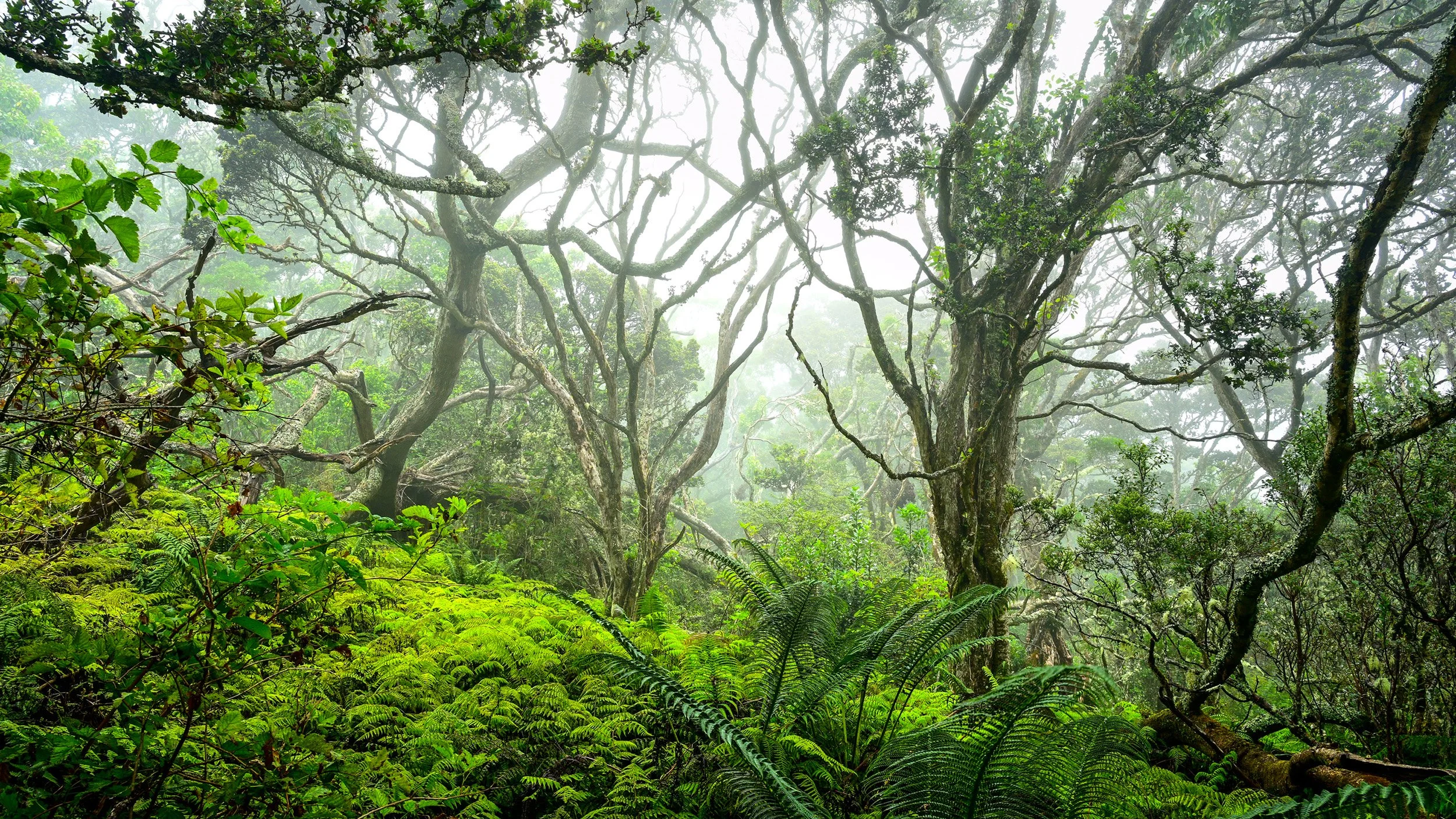 Waikamoi Forest-2.jpg