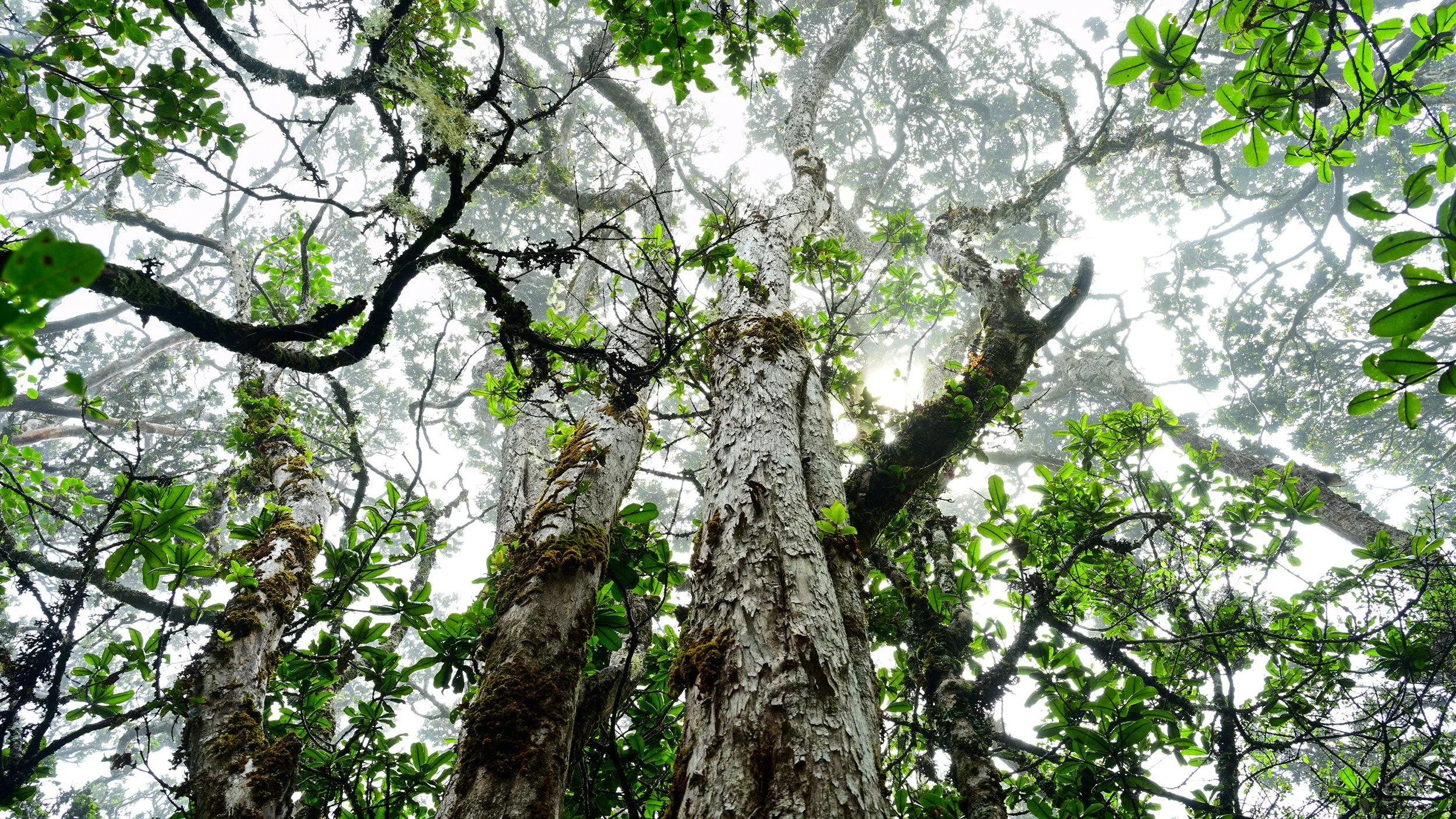 Old-Growth Ohia - Waikamoi Forest Preserve.jpg