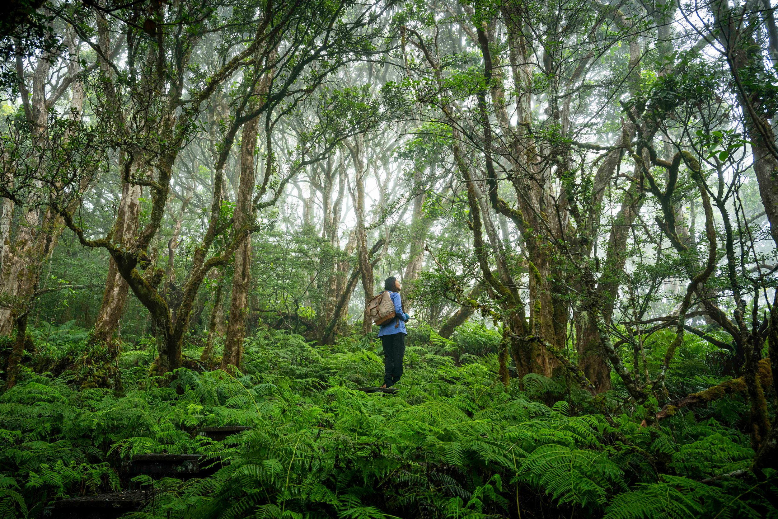 A woman with a backpack standing in a lush, foggy forest with dense greenery and tall, twisting trees.