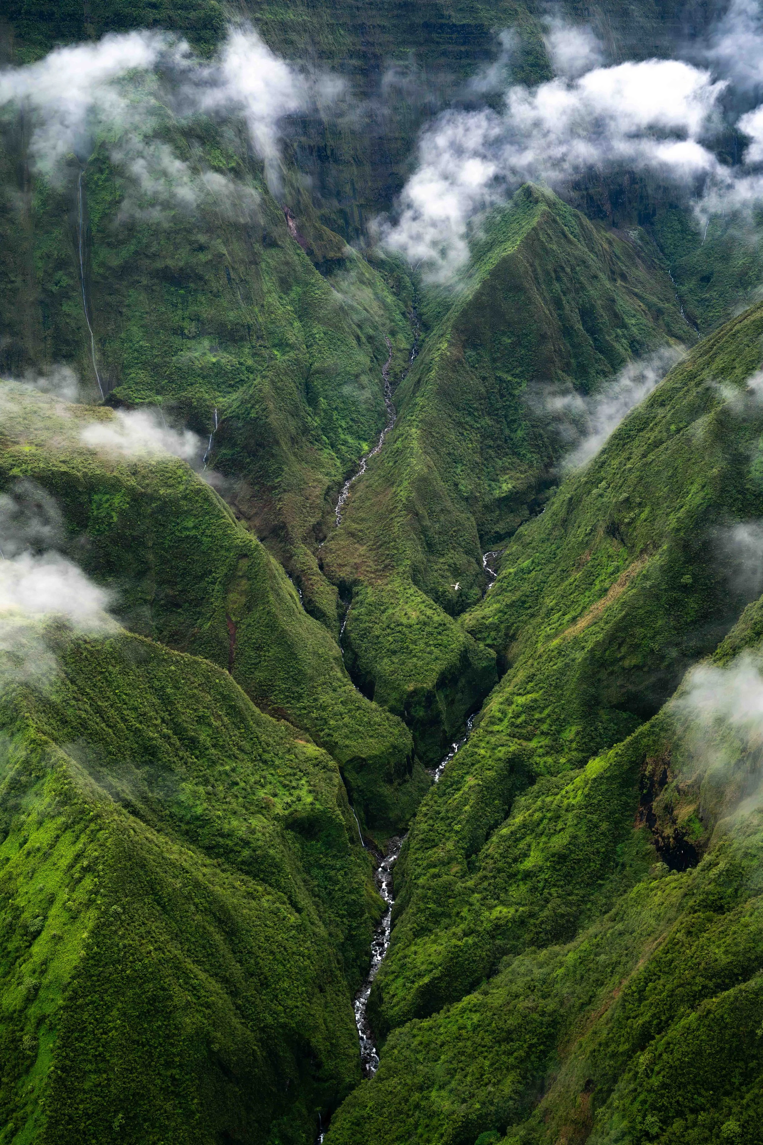 Mauna Kahalawai Watershed-6.jpg