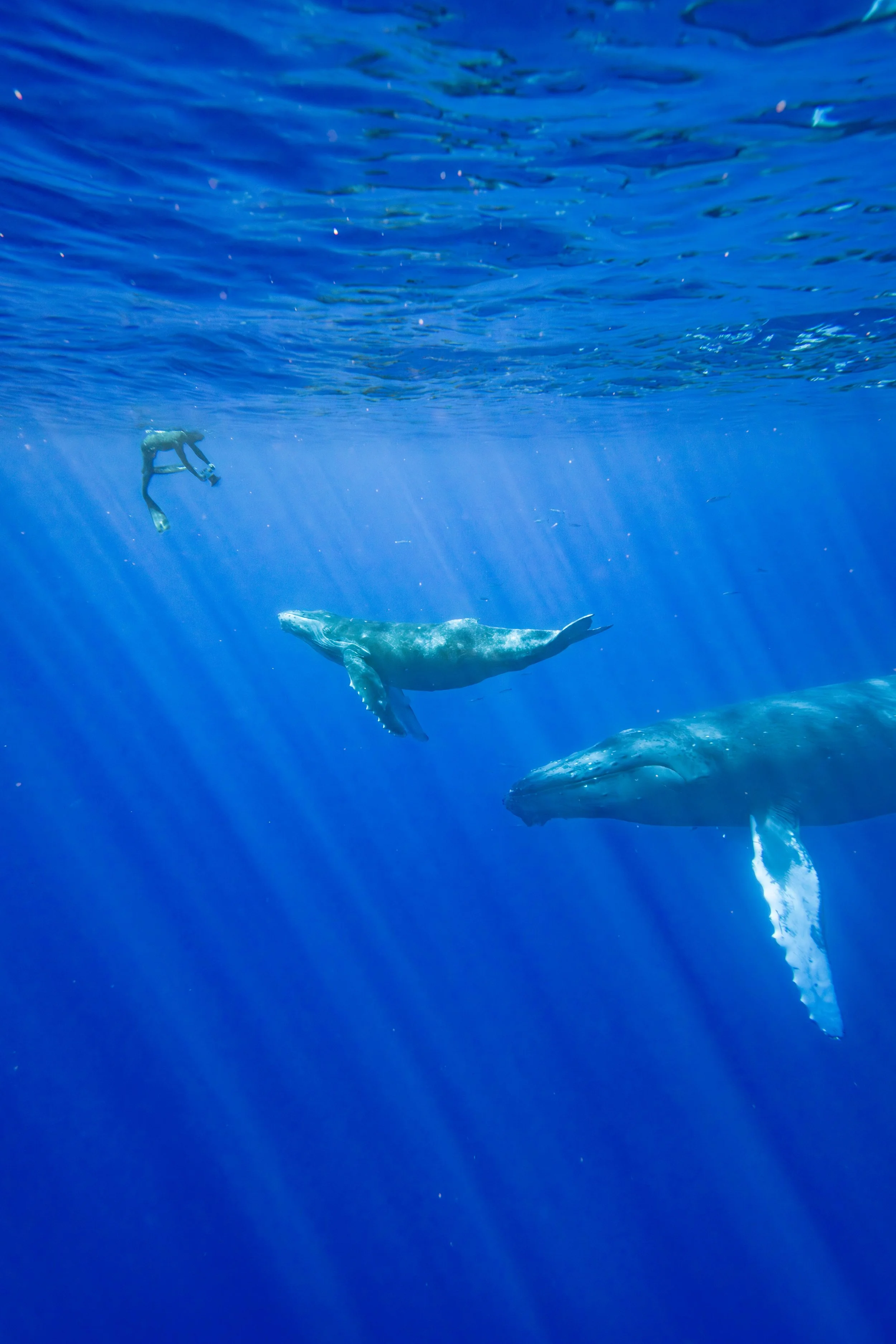 Underwater scene with three whales swimming near the surface of the blue ocean, with a person in snorkeling gear observing from below.