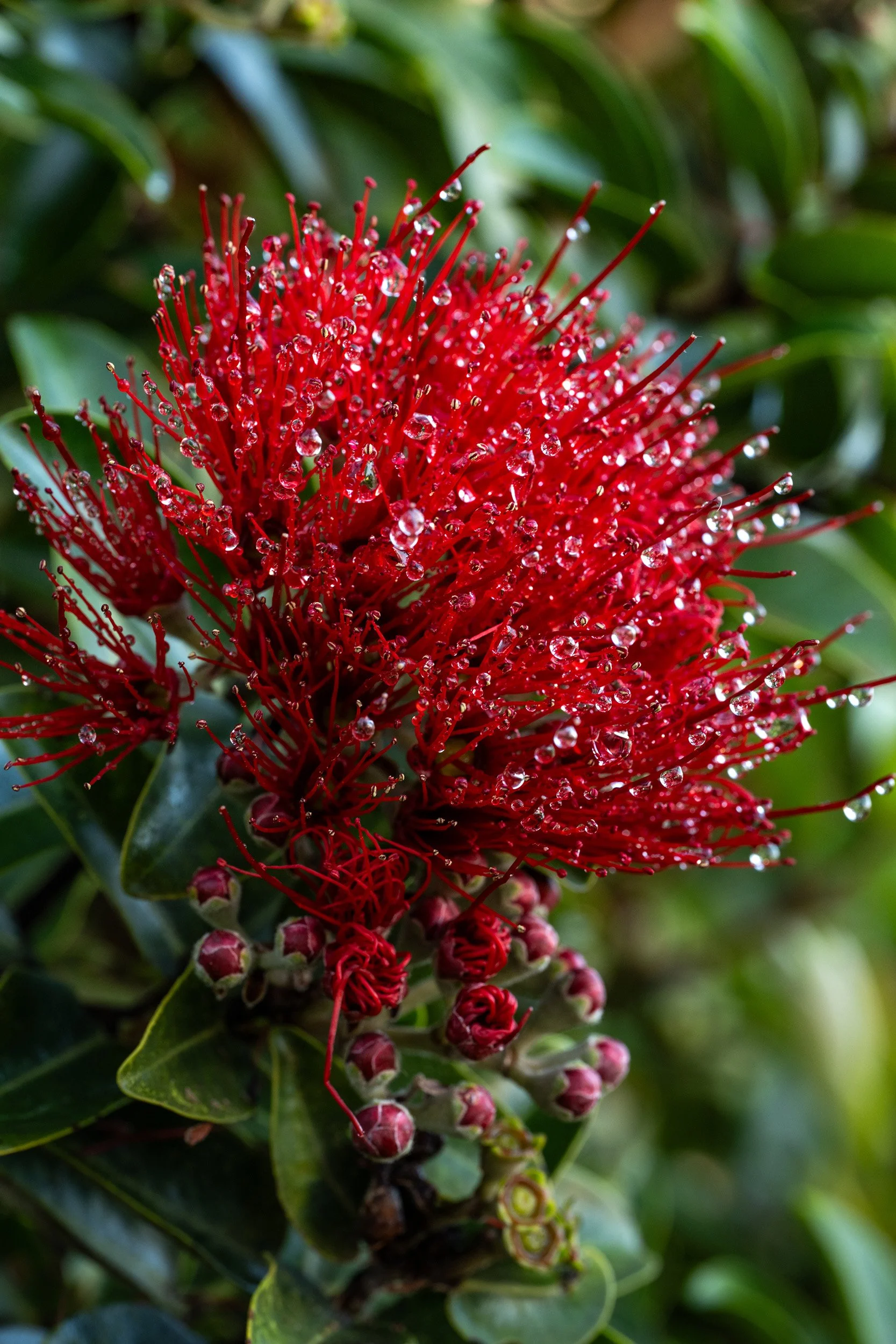 Wet Ohia.jpg