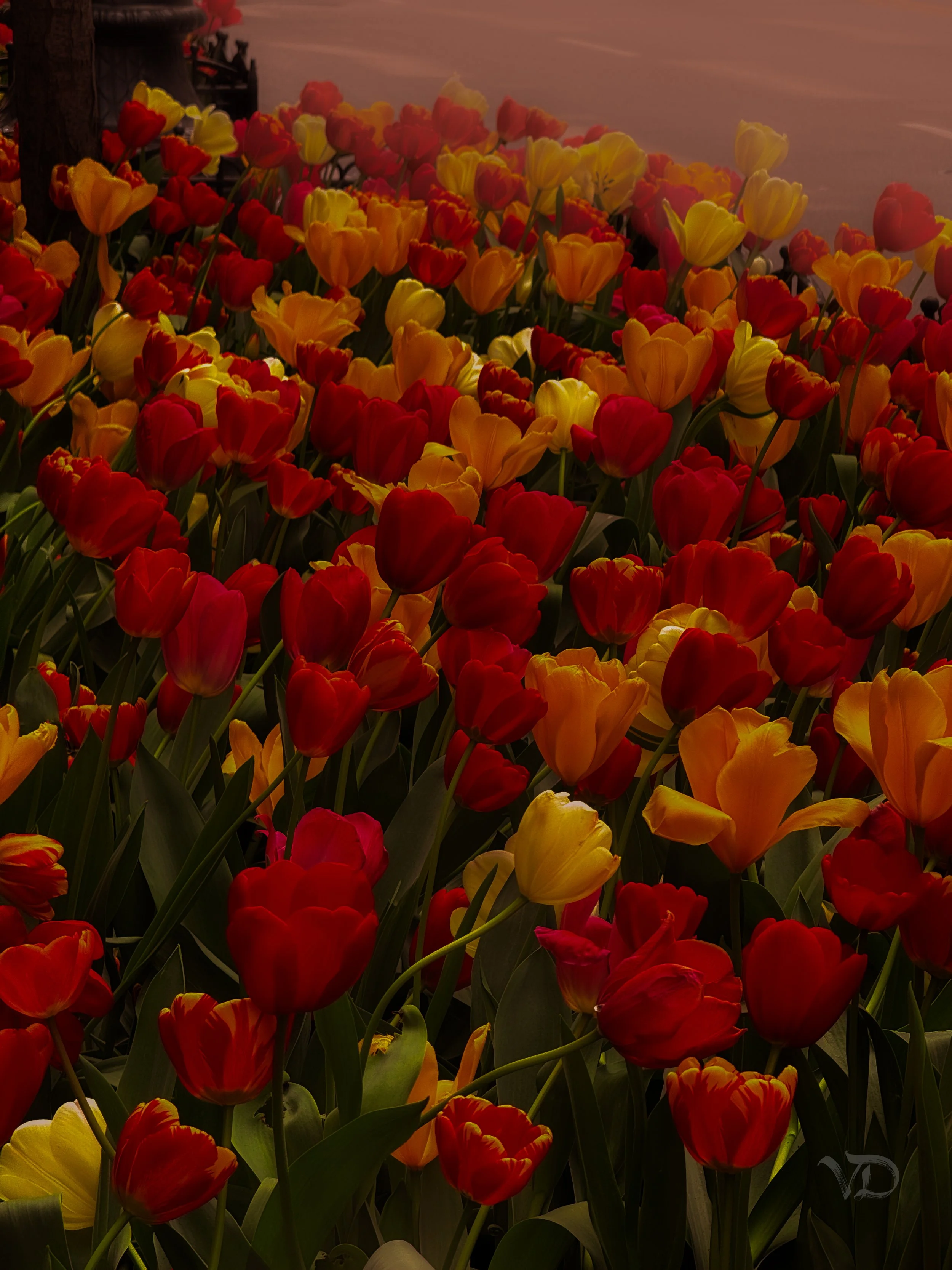 Colorful tulips in shades of red, yellow, and orange growing in a garden bed, with some green leaves visible.