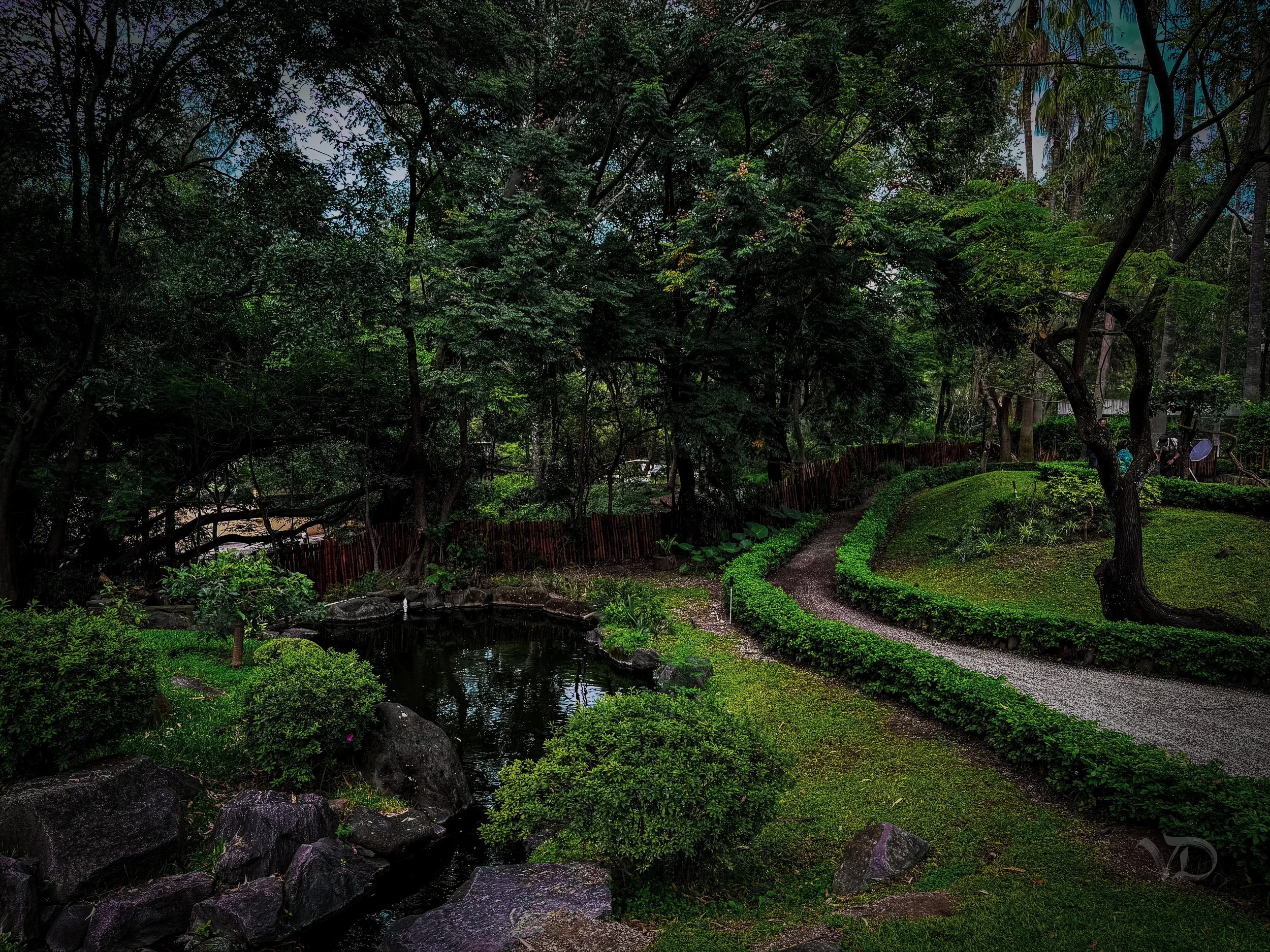 A serene garden scene with a small pond surrounded by rocks and lush green bushes, and a winding gravel path bordered by trimmed hedges, leading through tall trees with dense foliage.