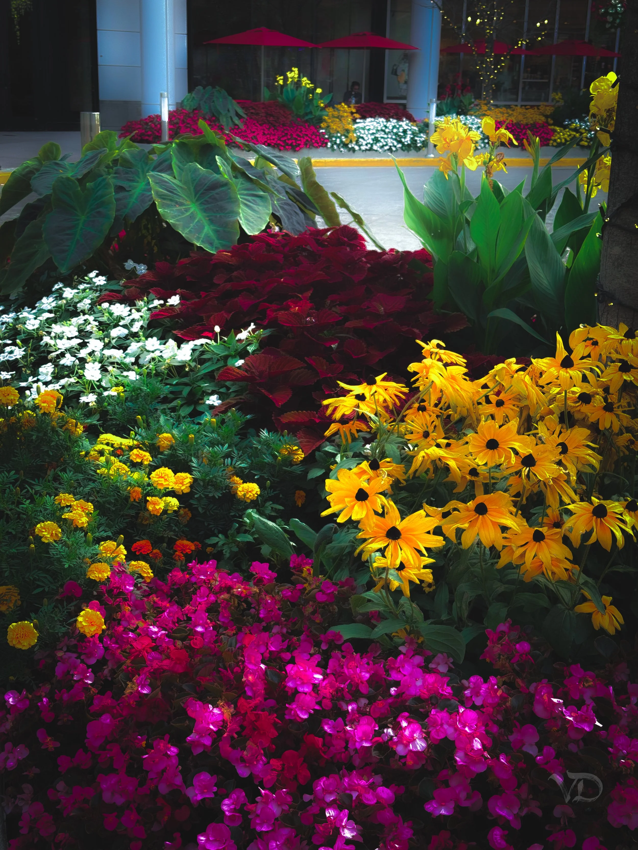 Colorful flower bed with yellow, white, pink, red, and purple flowers in front of a building with red umbrellas and string lights.