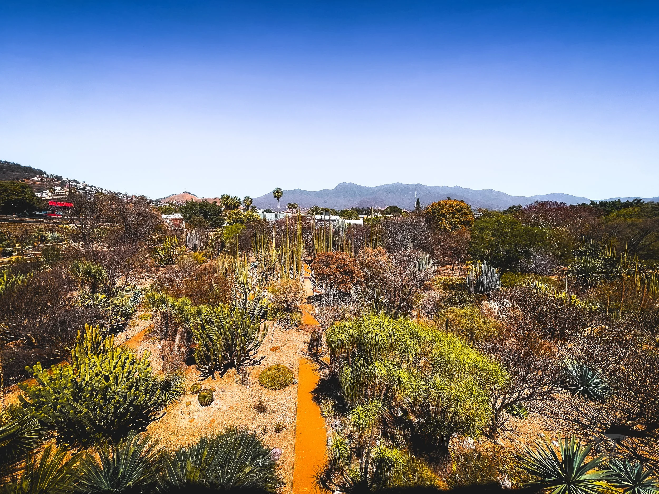 Desert garden with various cacti and drought-tolerant plants, dirt pathways, mountains in the background, and clear blue sky.