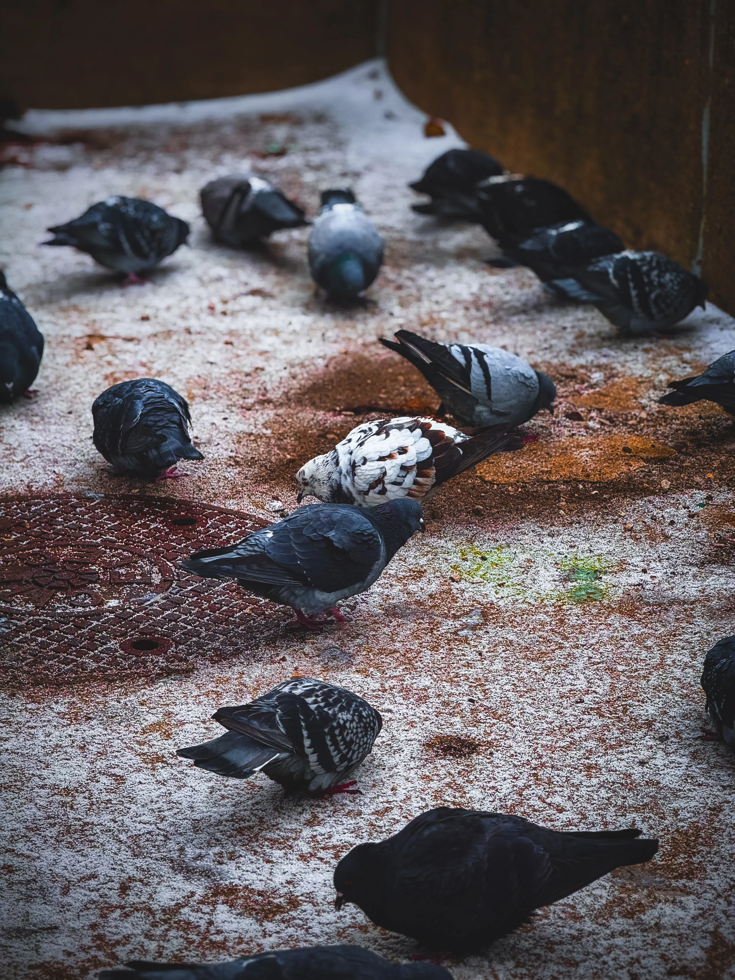 Multiple pigeons sitting on a dusty ground near a corner.