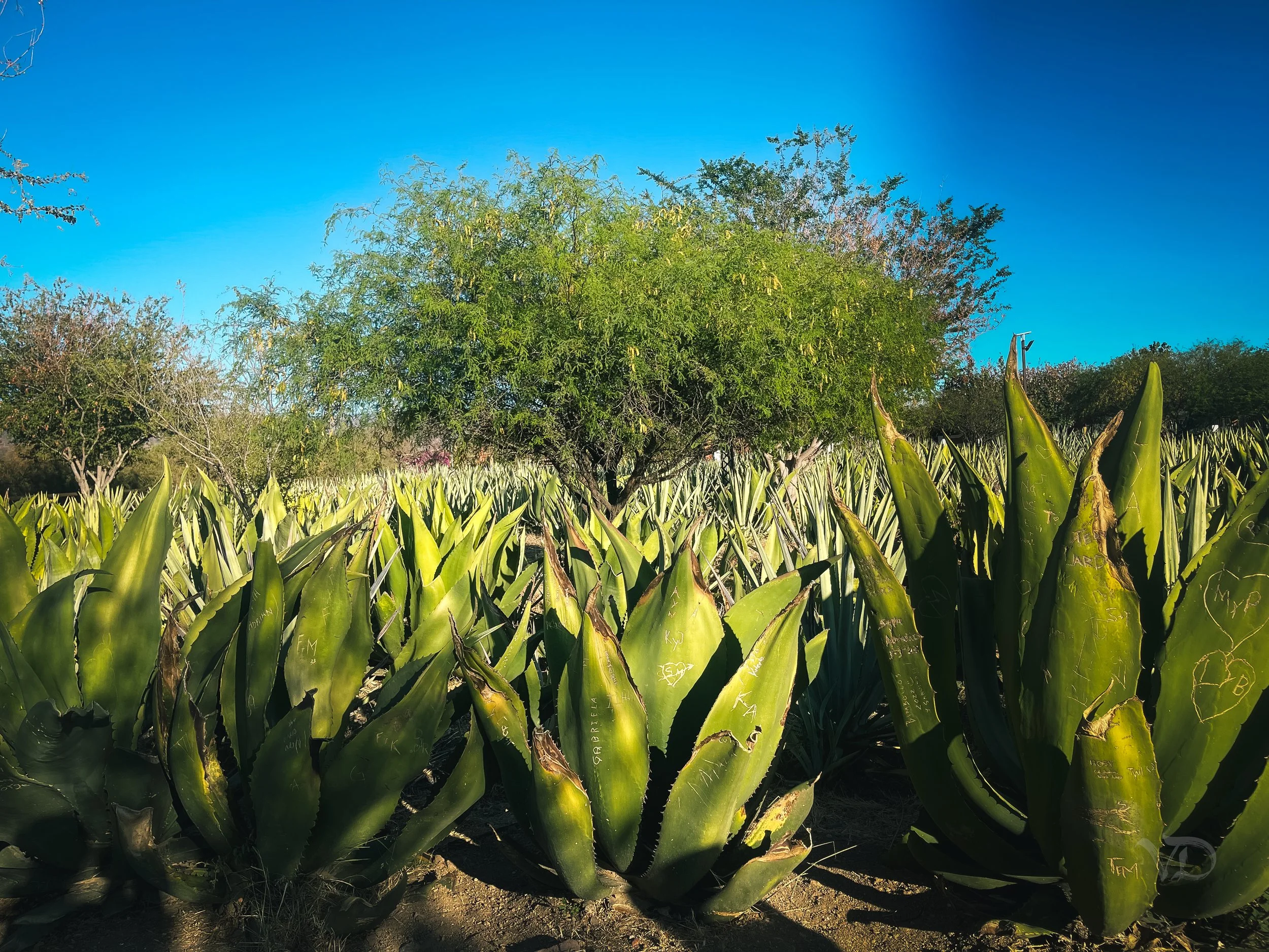 A field of large, spiky green agave plants under a bright blue sky, with a few trees in the background.
