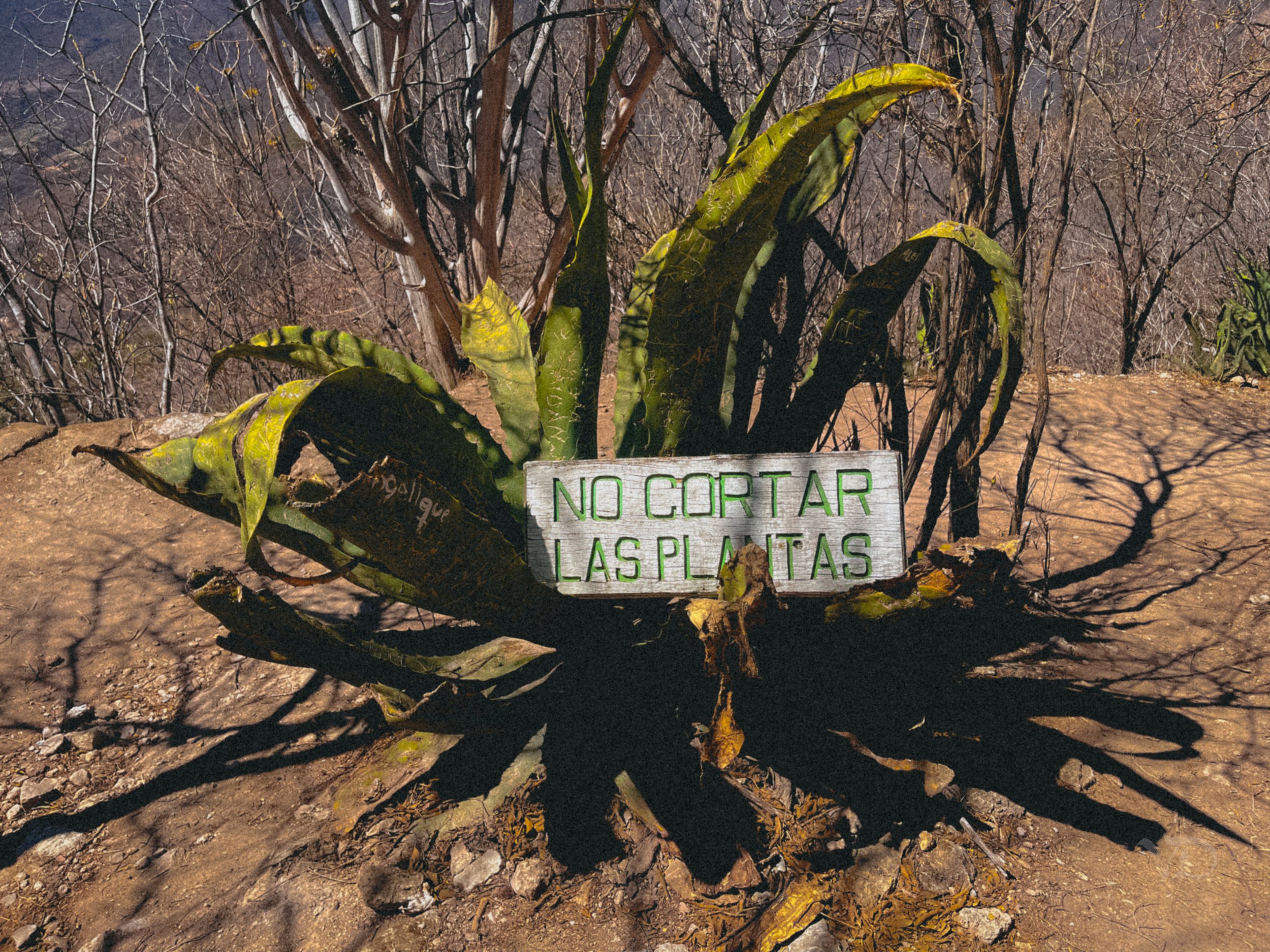 A plant growing from the ground with a sign that reads 'NO CORTAR LAS PLANTAS' in front of it, surrounded by trees and dry soil.