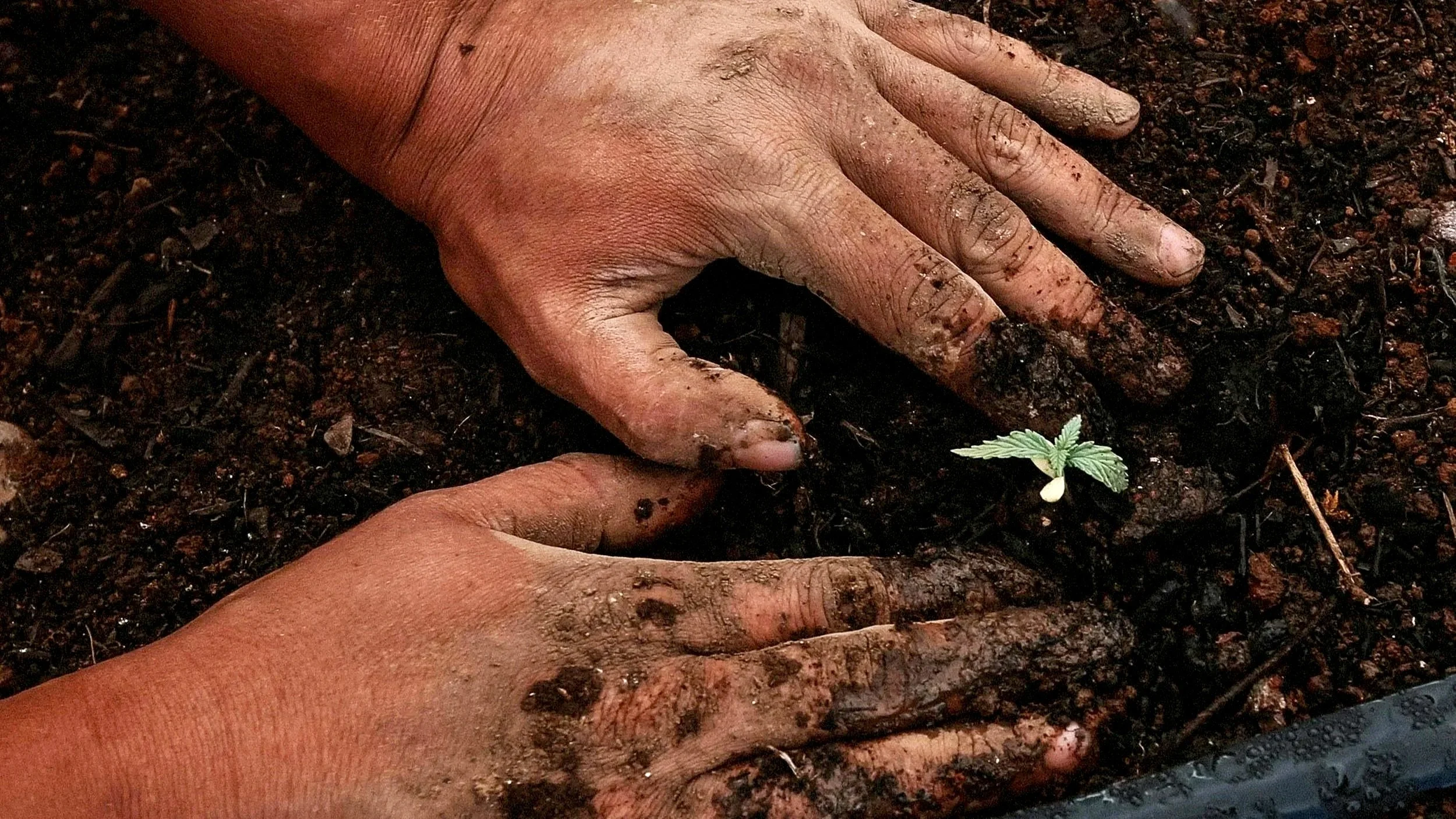 Considering the Roots of Church Planting