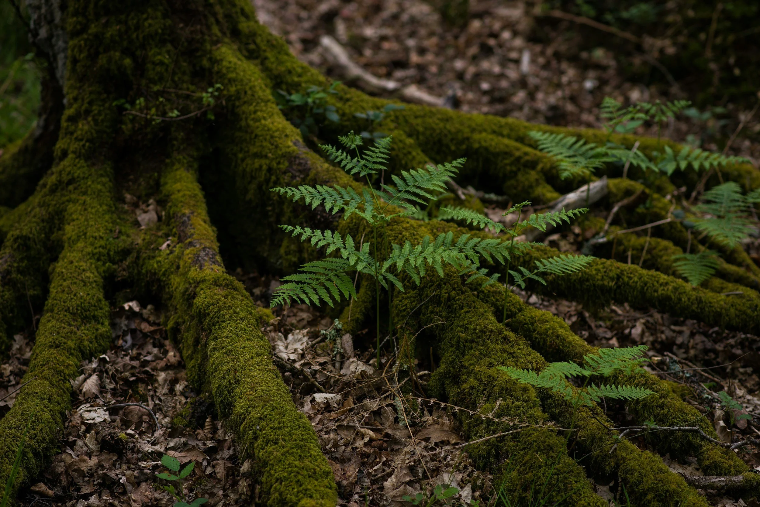 Green ferns growing on moss-covered tree roots in a forest.