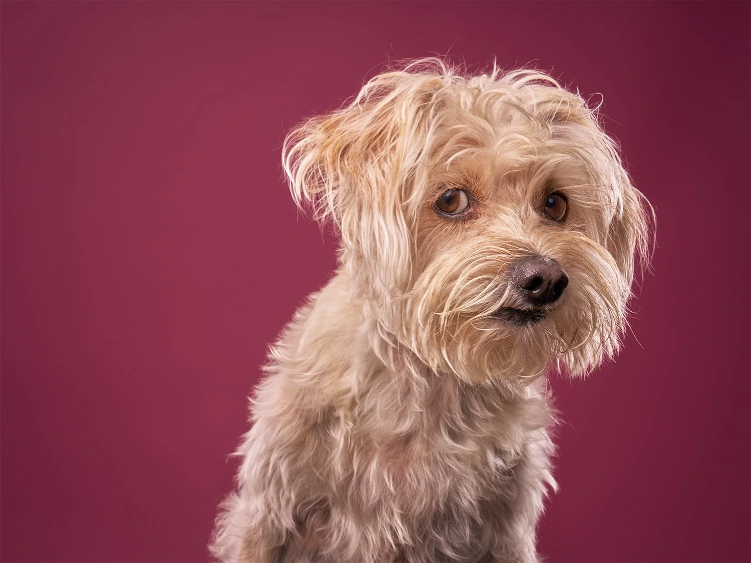 Photo of an anxious, shaggy, blonde dog giving side eye to the camera against a mauve background in Los Angeles pet portrait studio Shuttermutt Photo