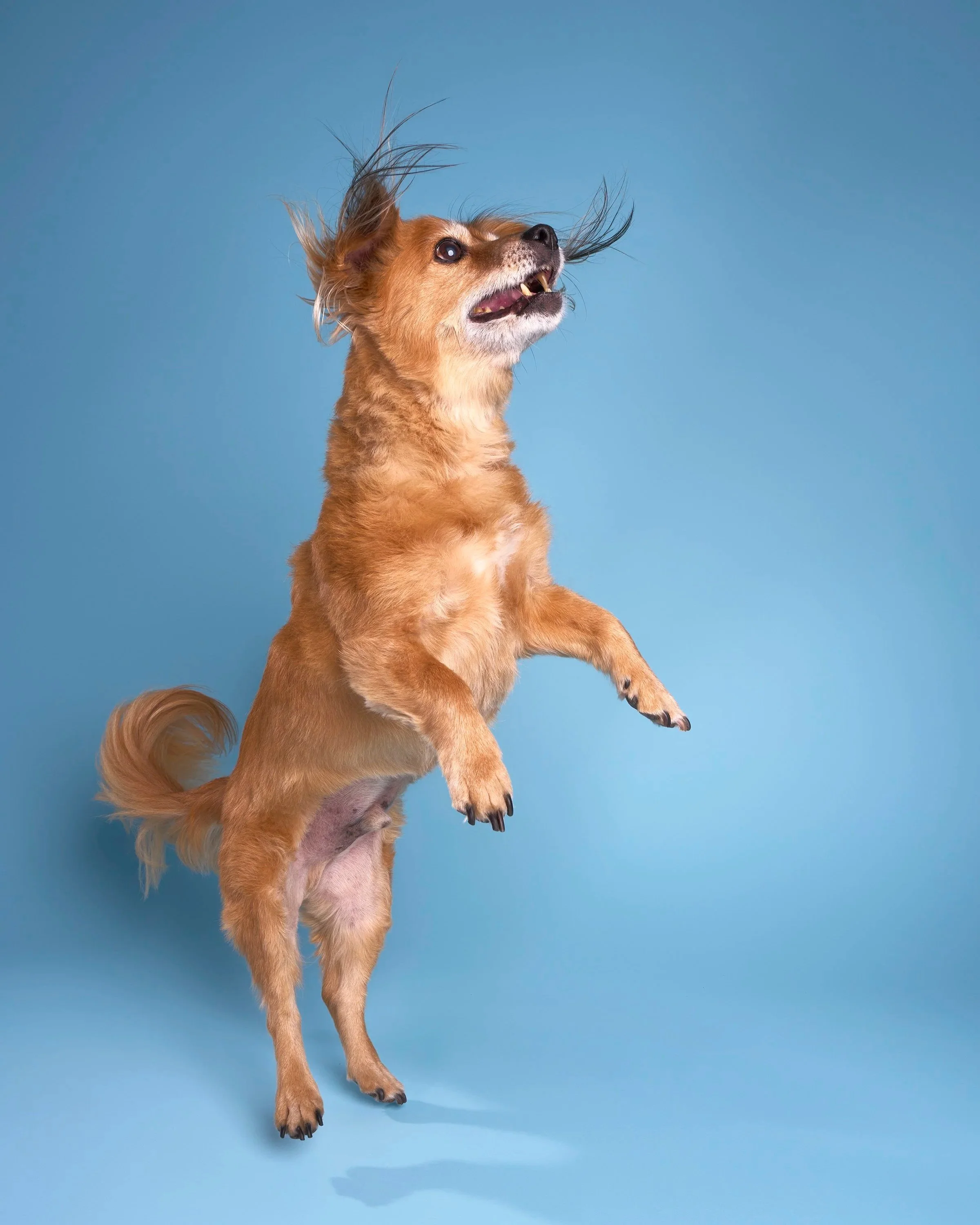 Action shot of small, brown senior dog standing on hind legs against blue background in LA