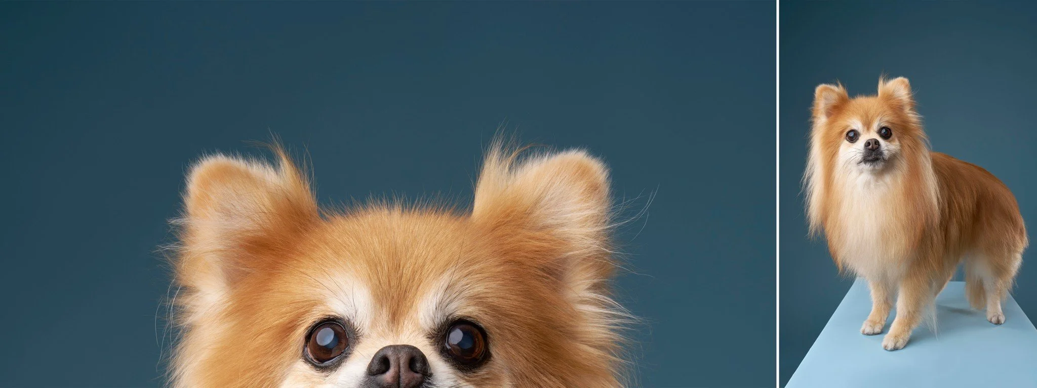 Senior Pomeranian Princess photographed on a blue background during her Los Angeles dog photo session.