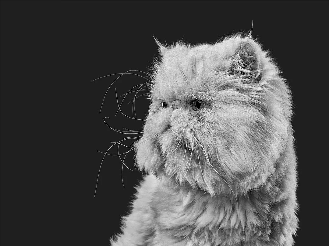 los-angeles-pet-photography-persian-cat-portraits-4365.jpg