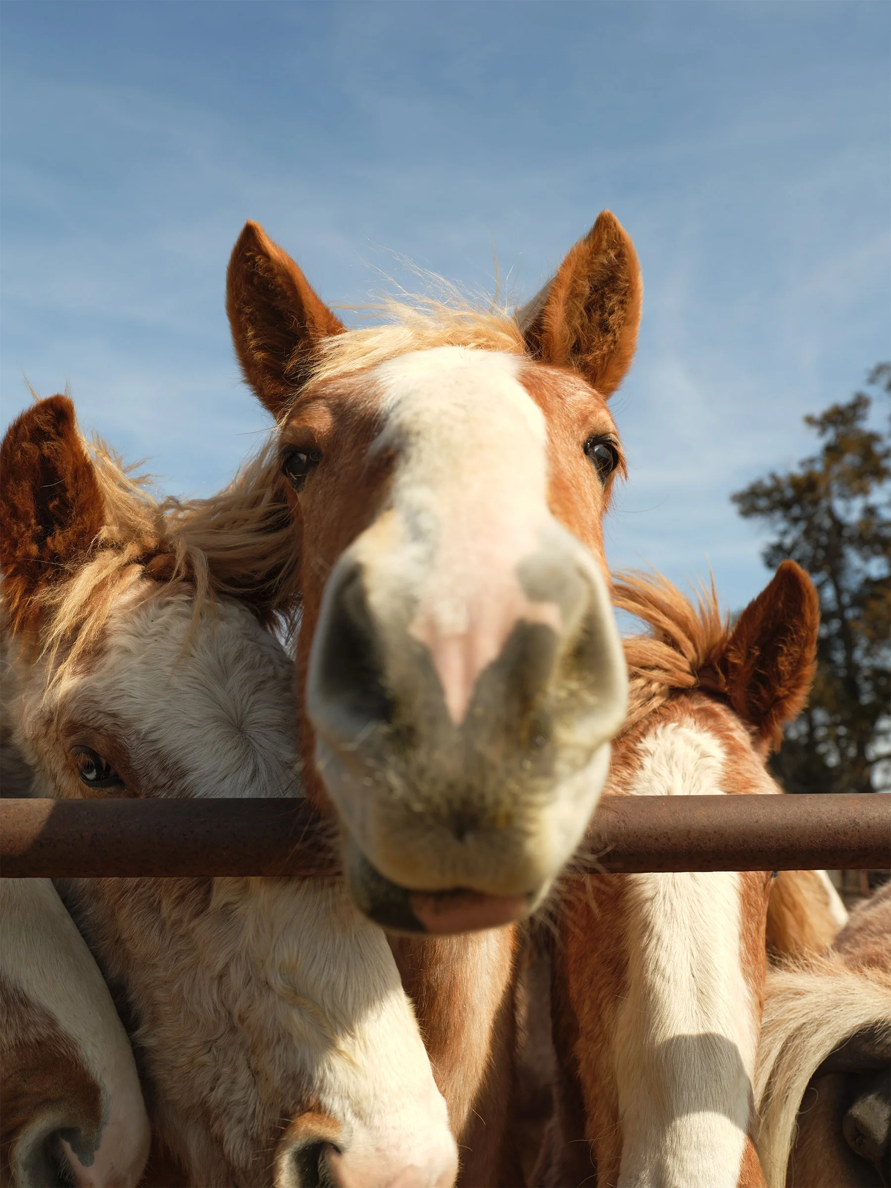 Reverence Among Belgian Horses