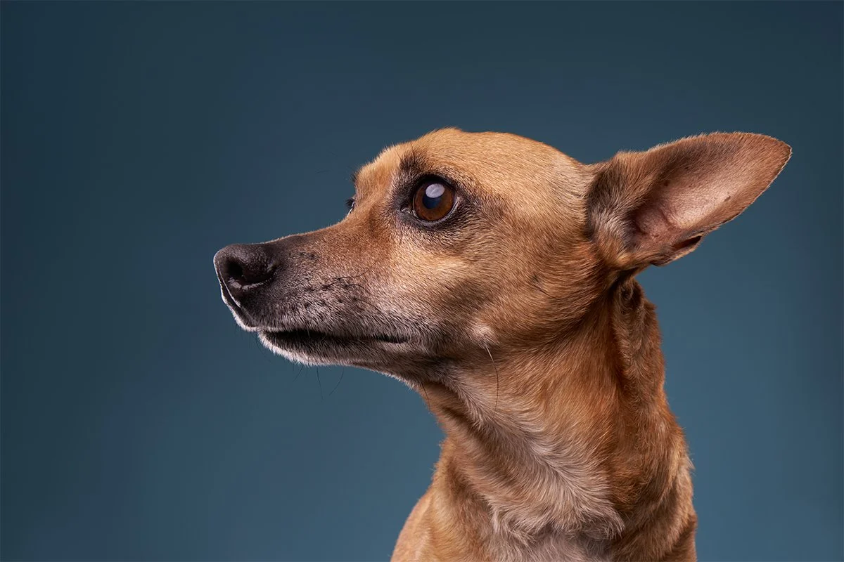 Walker, anxious chi