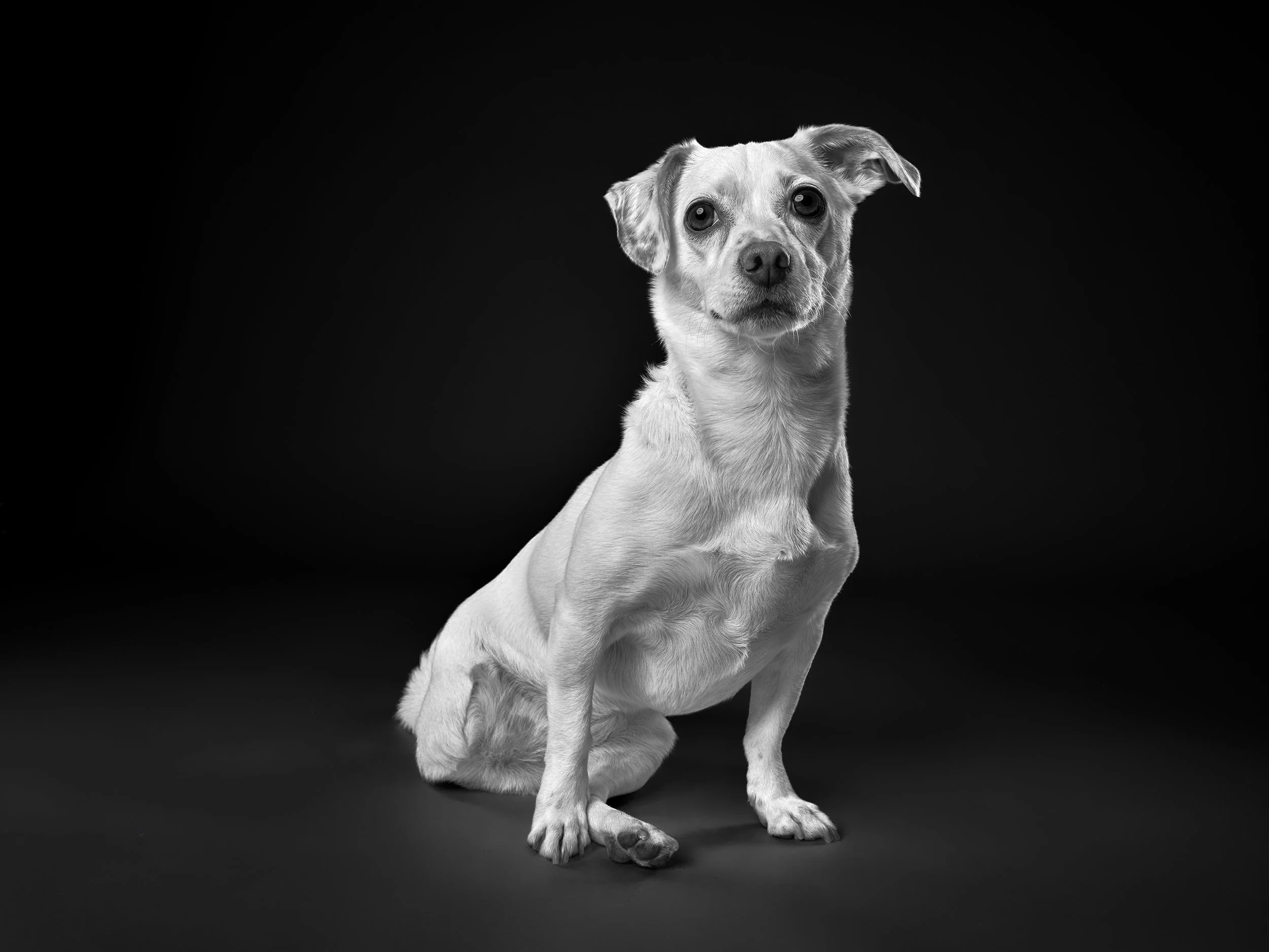 Black and white portrait of a three-legged chihuahua sitting on a black background in LA pet portrait studio Shuttermutt Photo