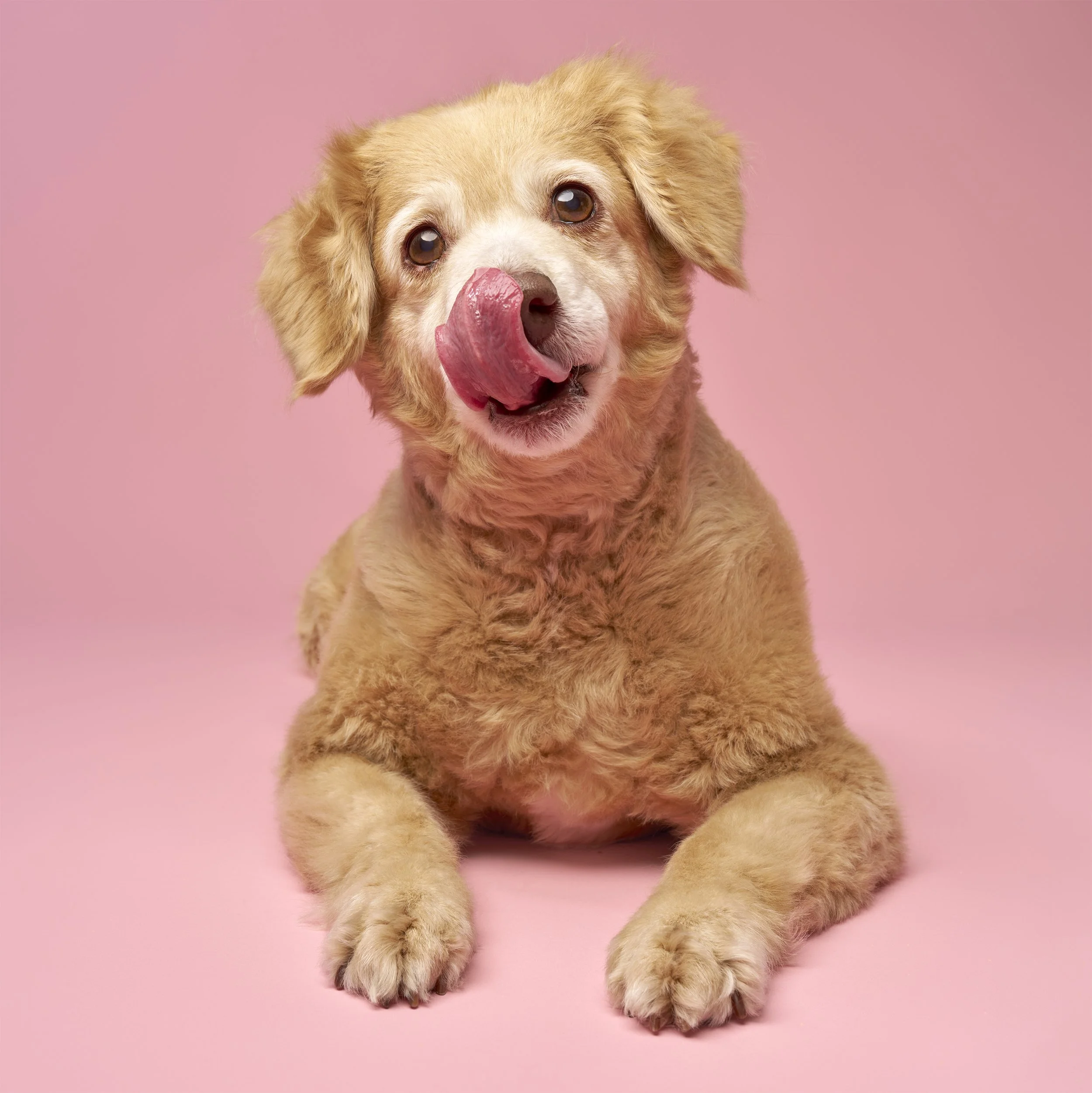 fine-art-dog-portraits-los-angeles-mochi3080.jpg