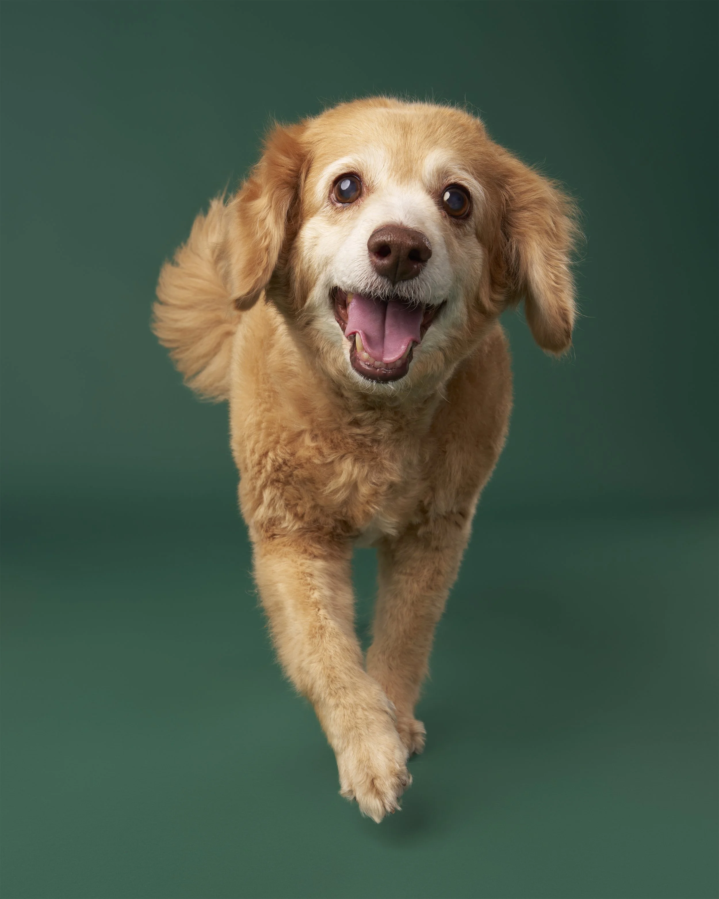senior-dog-photo-studio-los-angeles-mochi2796 final.jpg
