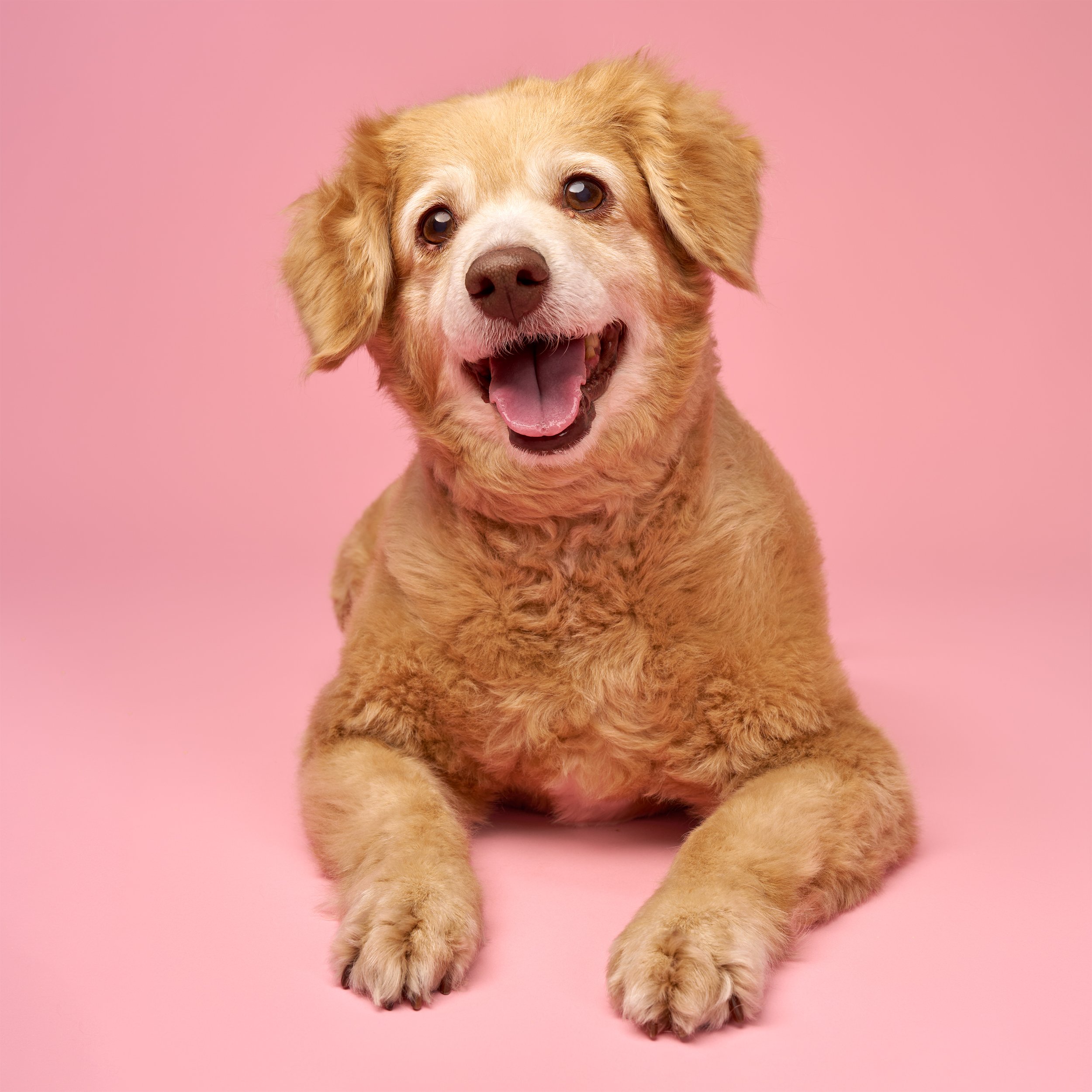 los-angeles-senior-dog-photography-mochi-3083 cropped.jpg