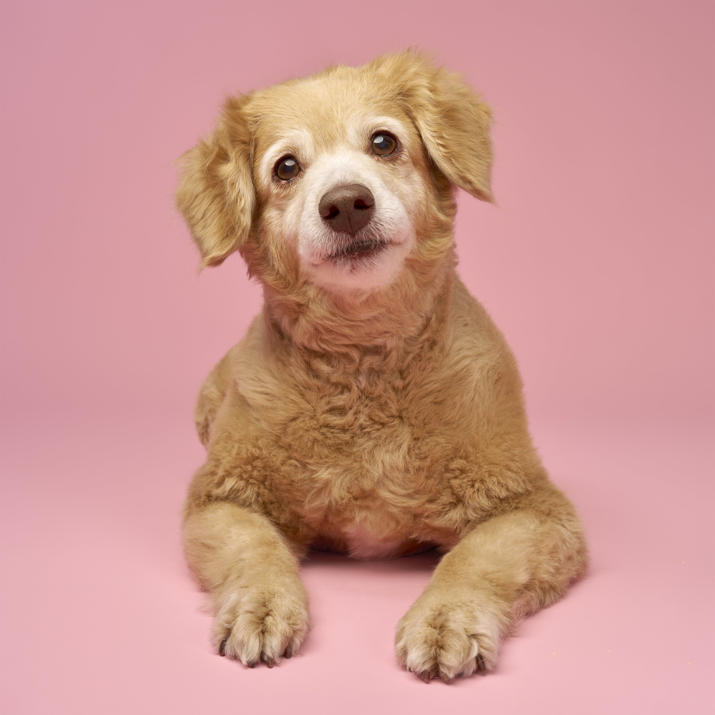 los-angeles-pet-photographer-mochi-3081r2.jpg