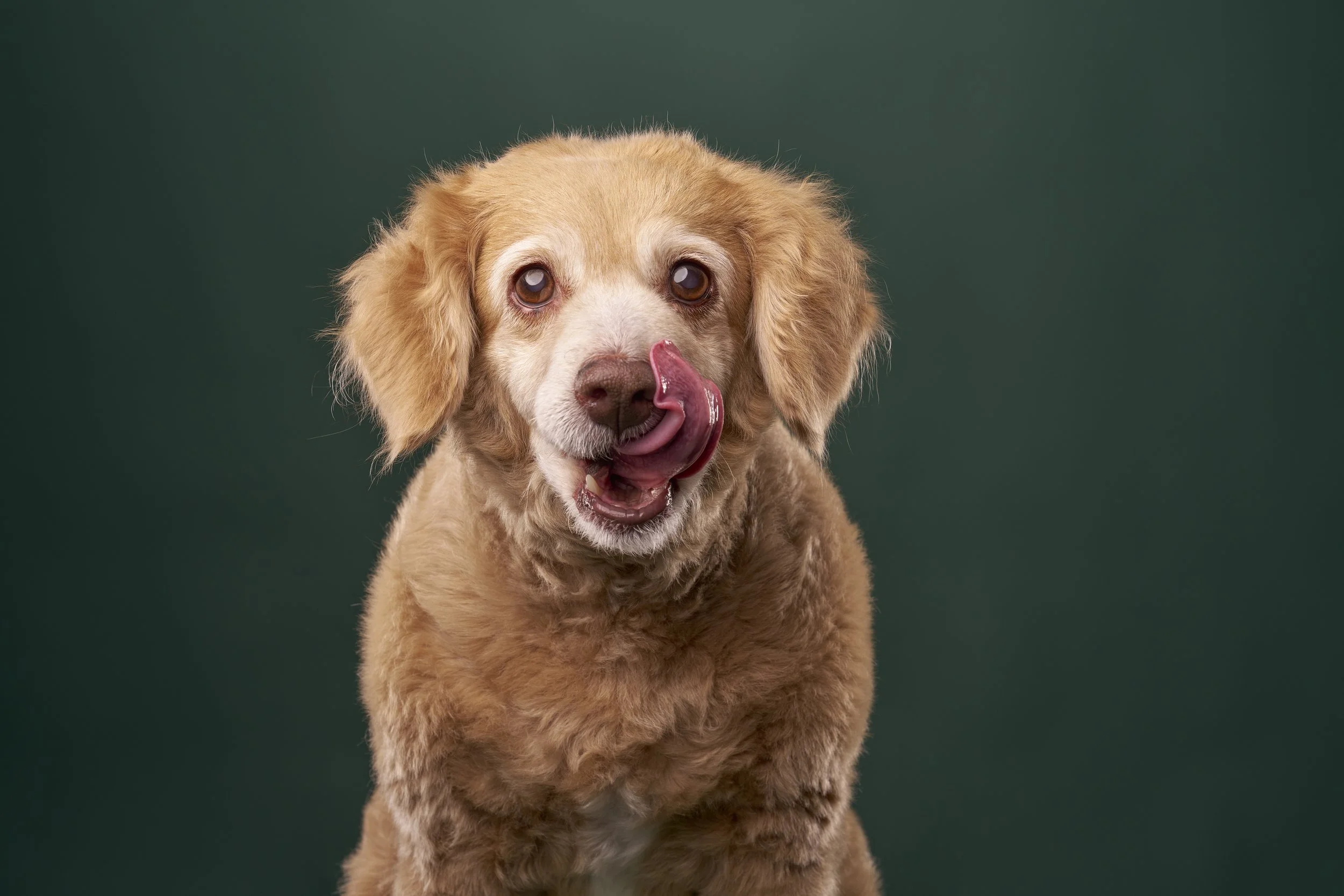 los-angeles-senior-dog-portraits-mochi-3269 r2.jpg