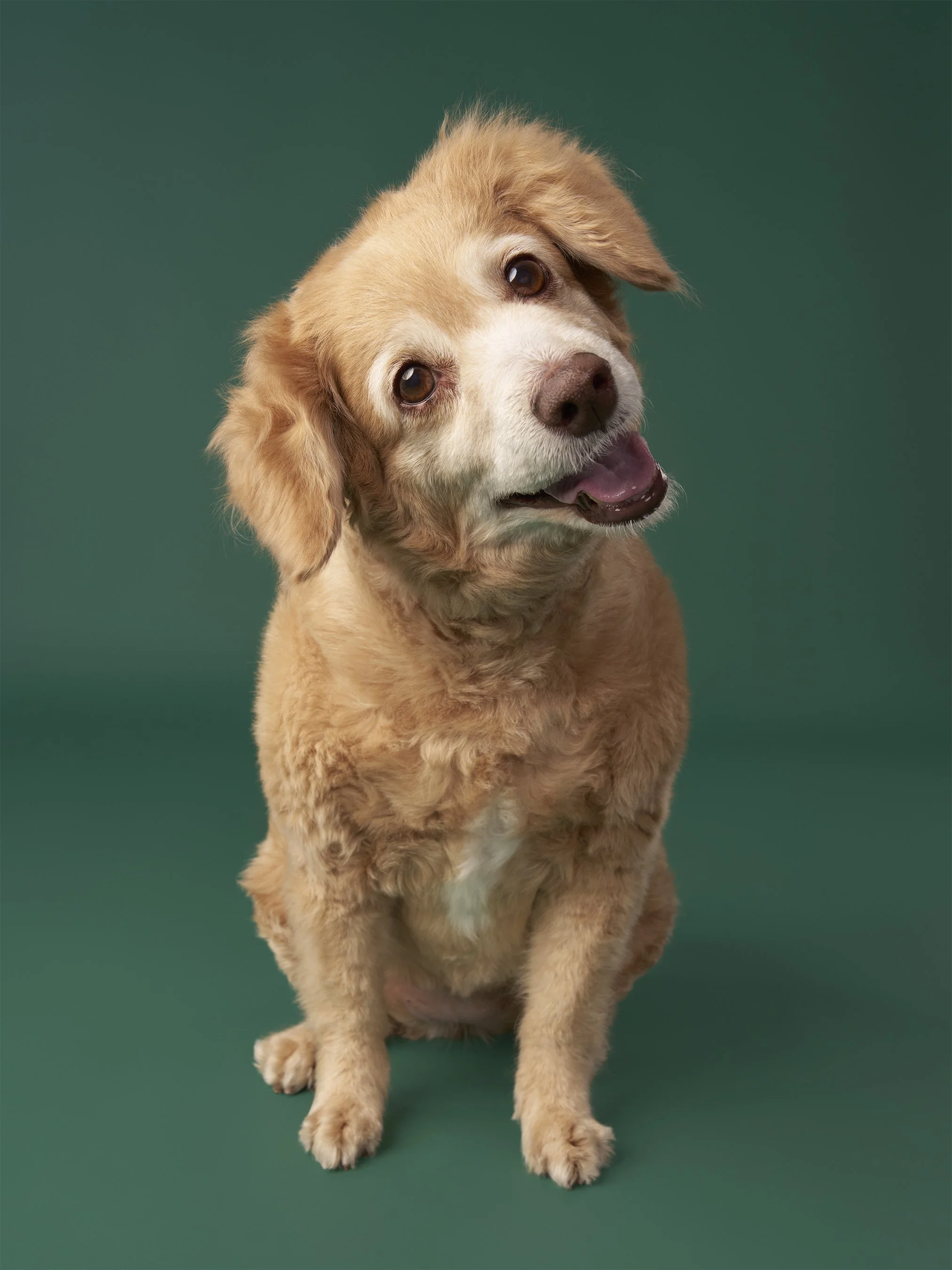 senior-dog-pet-portraits-los-angeles-mochi2913.jpg