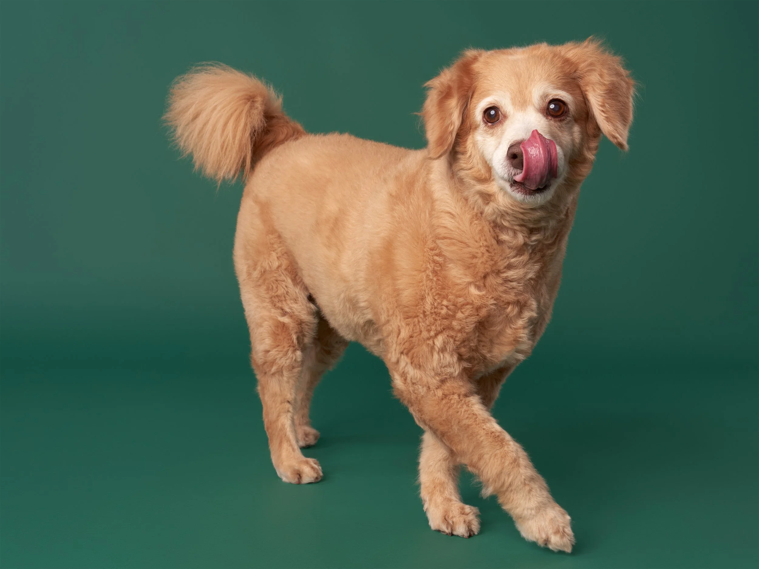la-pet-photographer-mochi-2980 edit.jpg