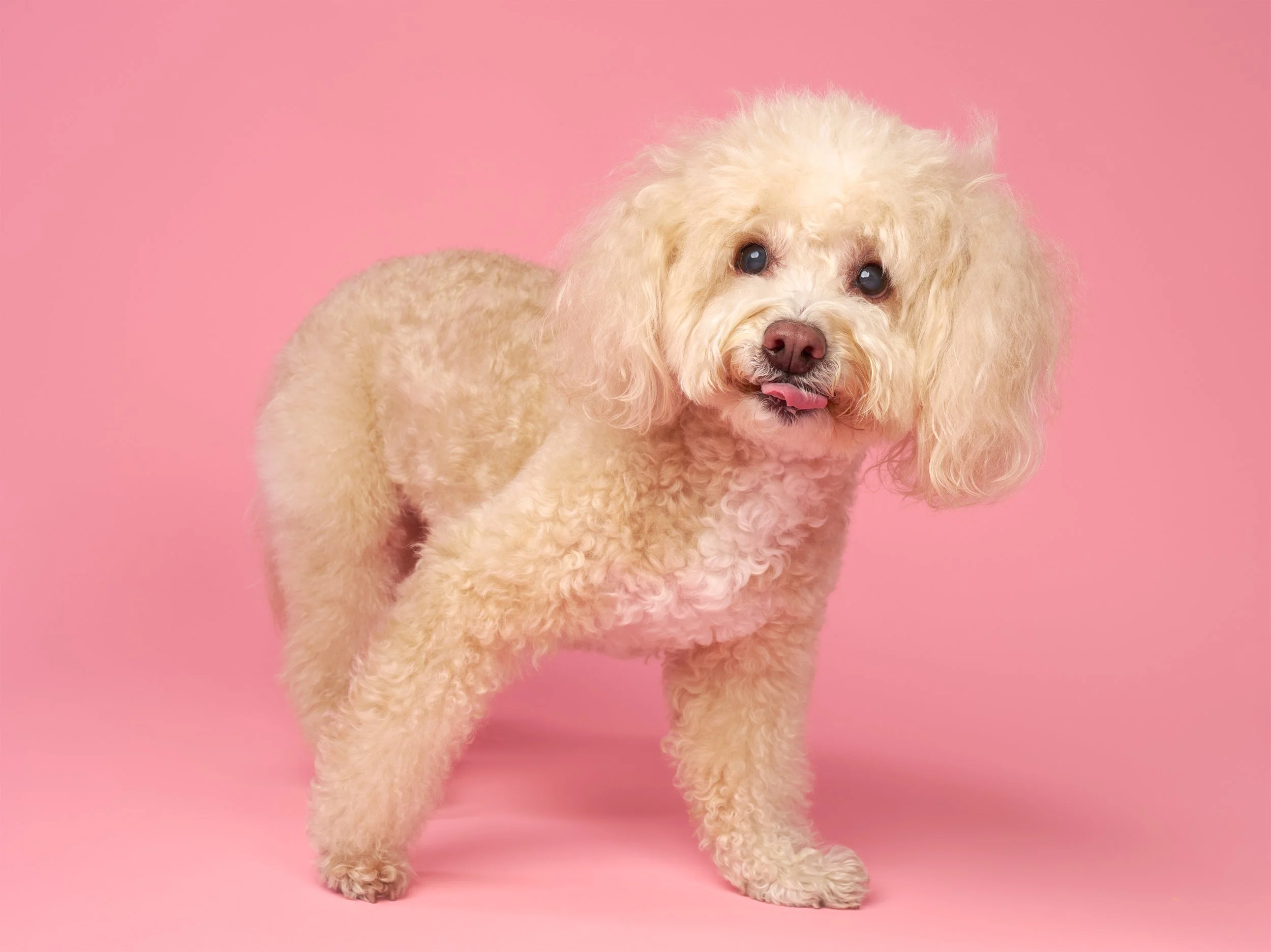 la-dog-photography-studio-shuttermutt-photo-artie3084 edit.jpg