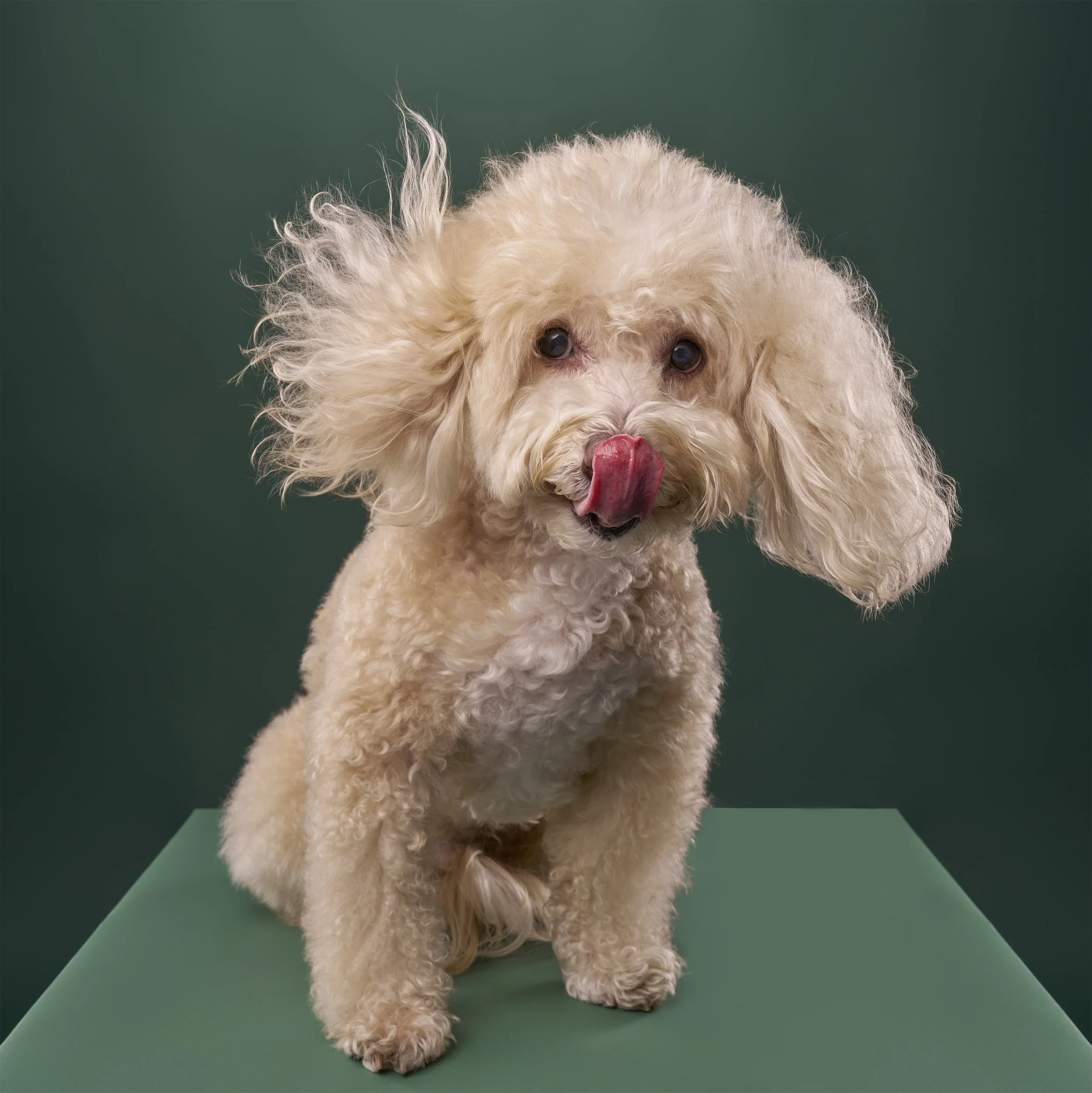 poodle-dog-photographer-los-angeles-artie3445 final.jpg