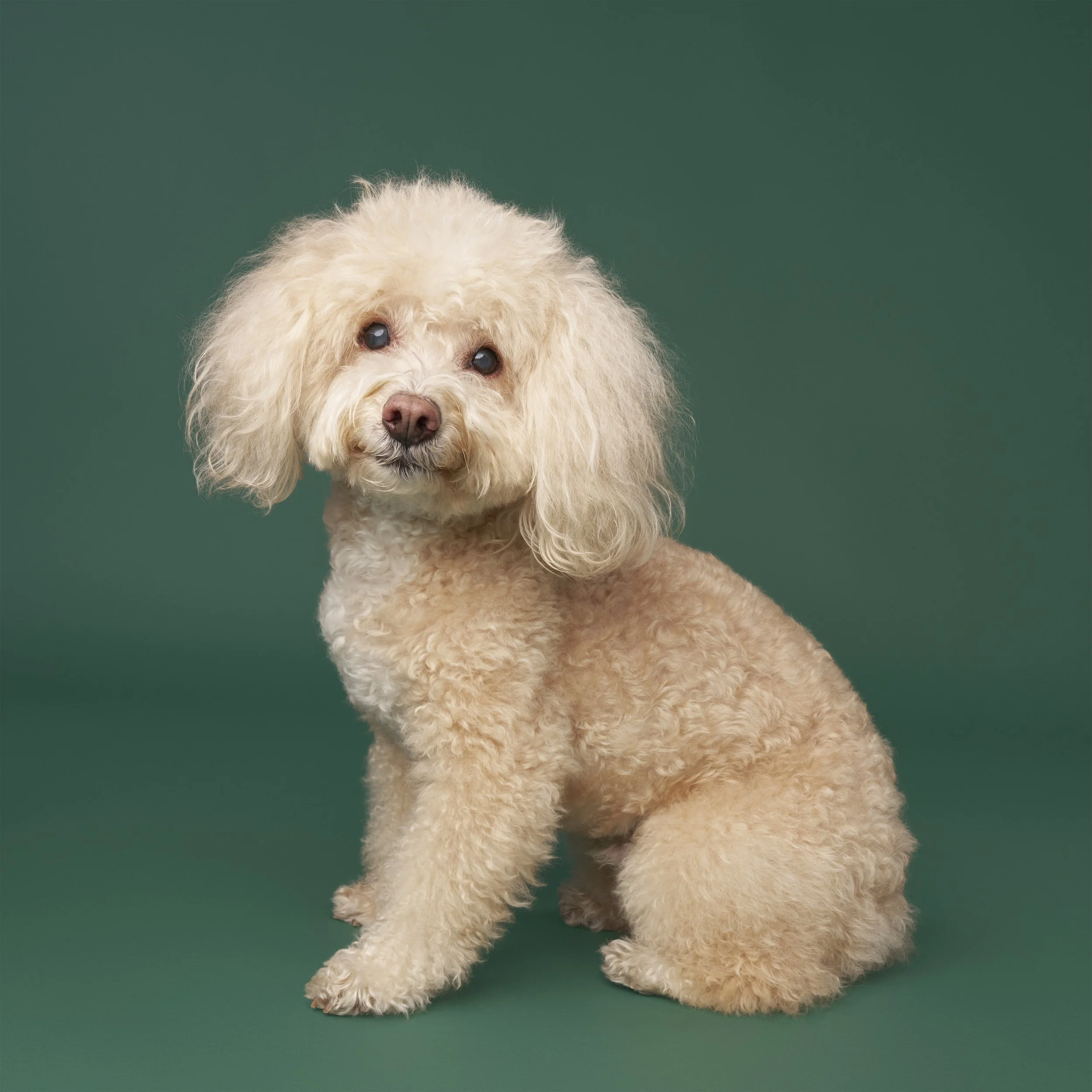 senior-dog-photo-shoot-los-angeles-artie2927 final.jpg