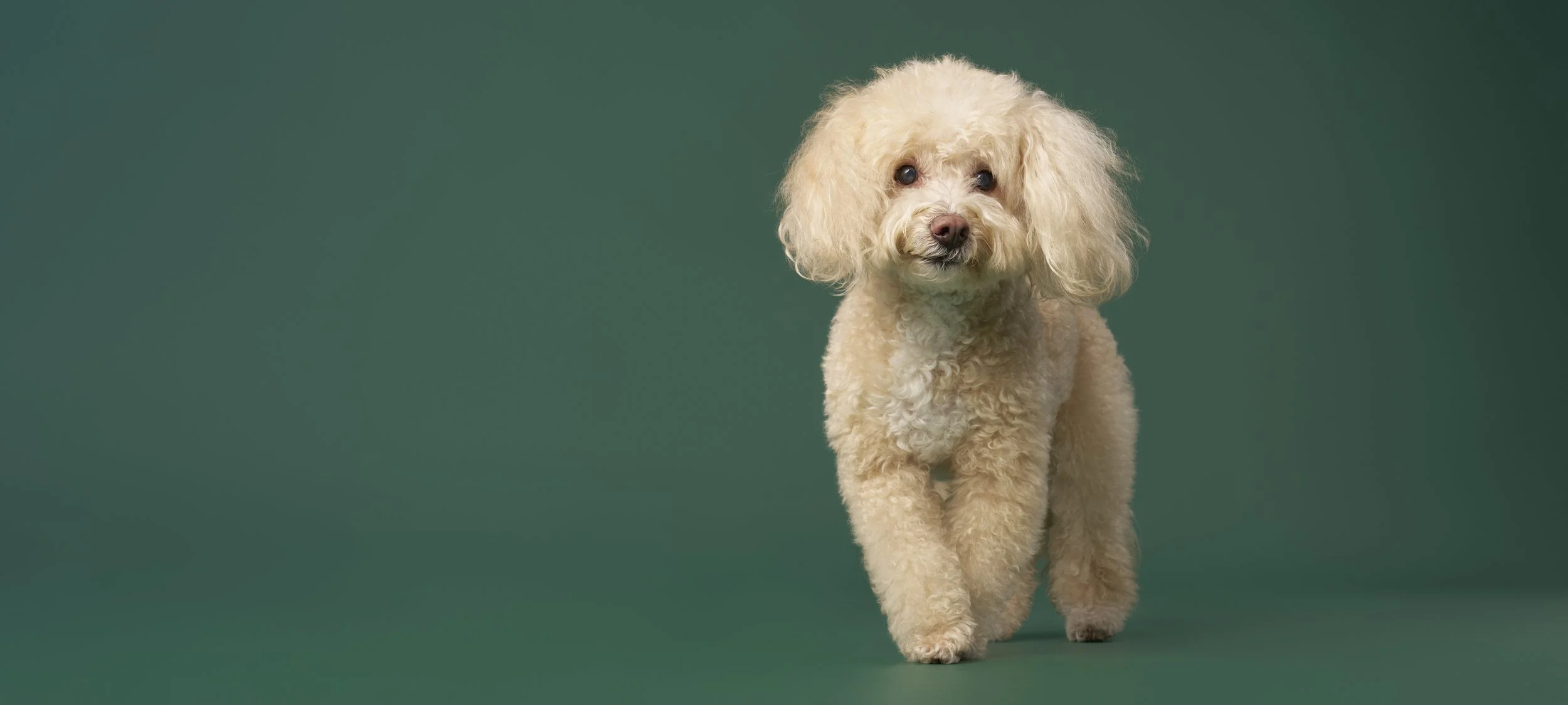 los-angeles-fine-art-dog-portraits-artie2942 final.jpg