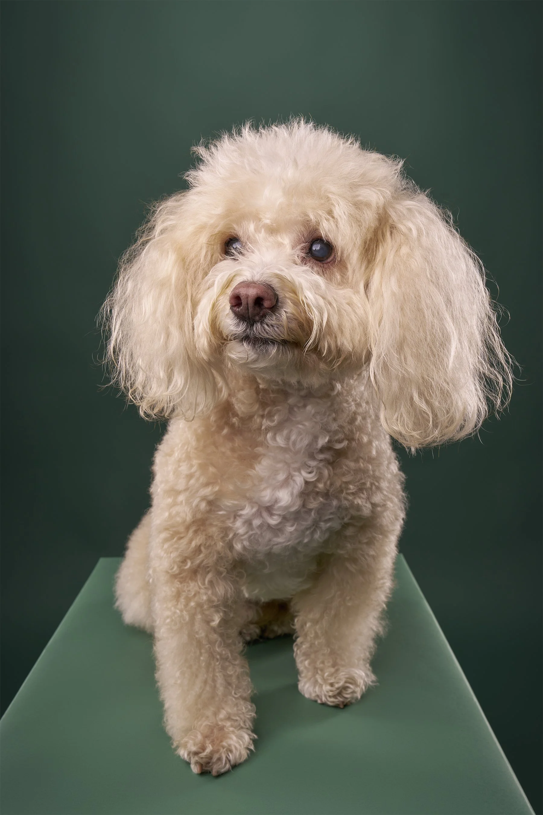 los-angeles-senior-dog-photography-artie-poodle3403.jpg