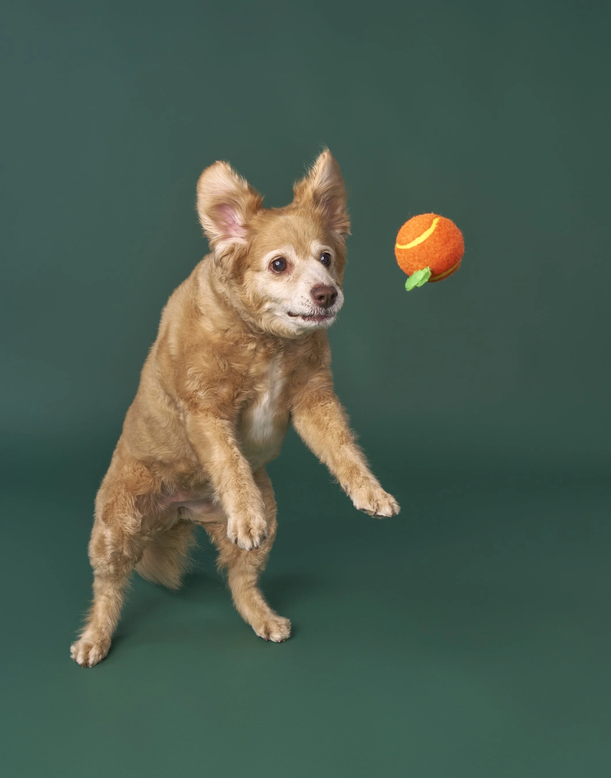 dog-action-photos-los-angeles-mochi3008.jpg