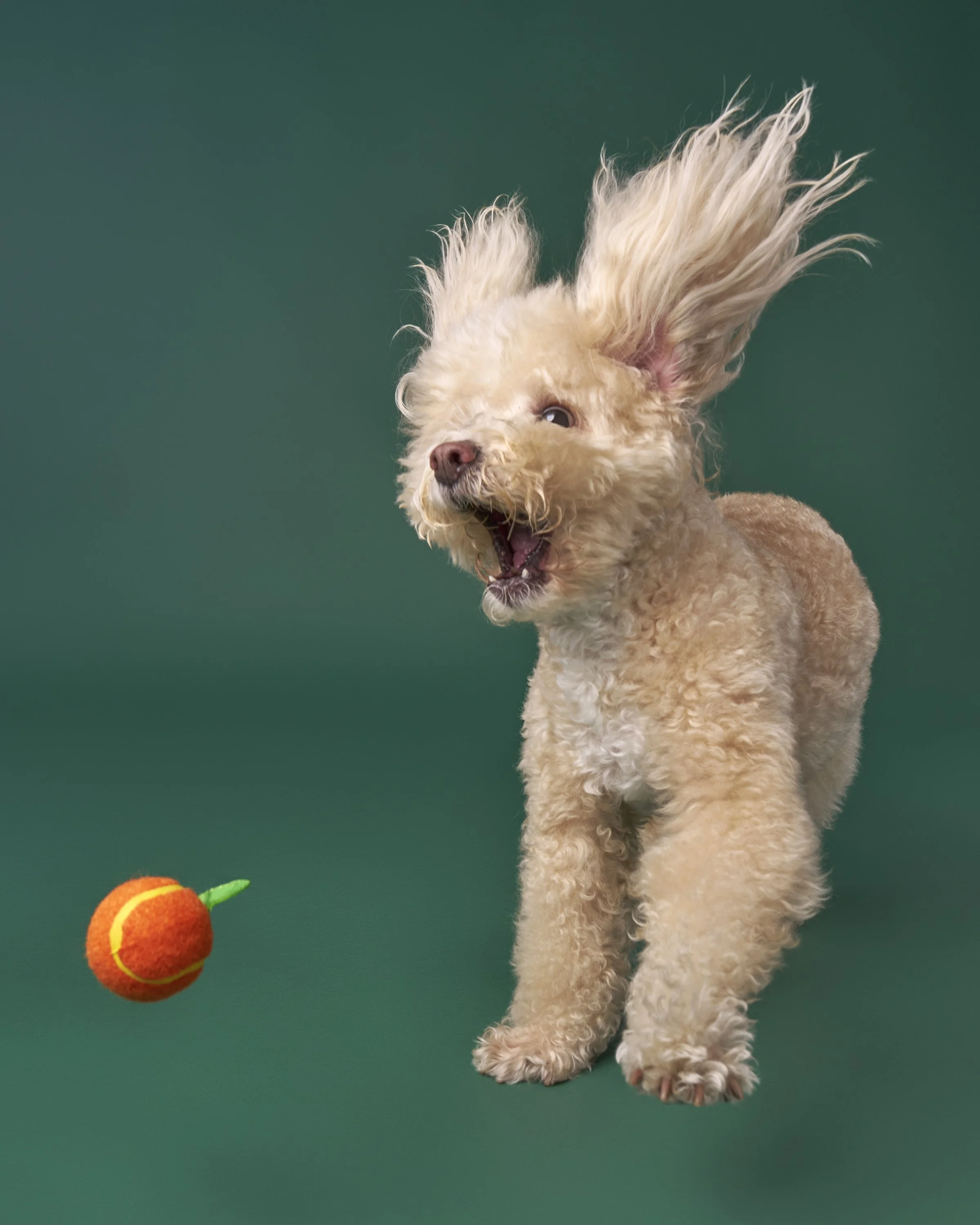 ball-dog-portraits-los-angeles-poodle-artie.jpg