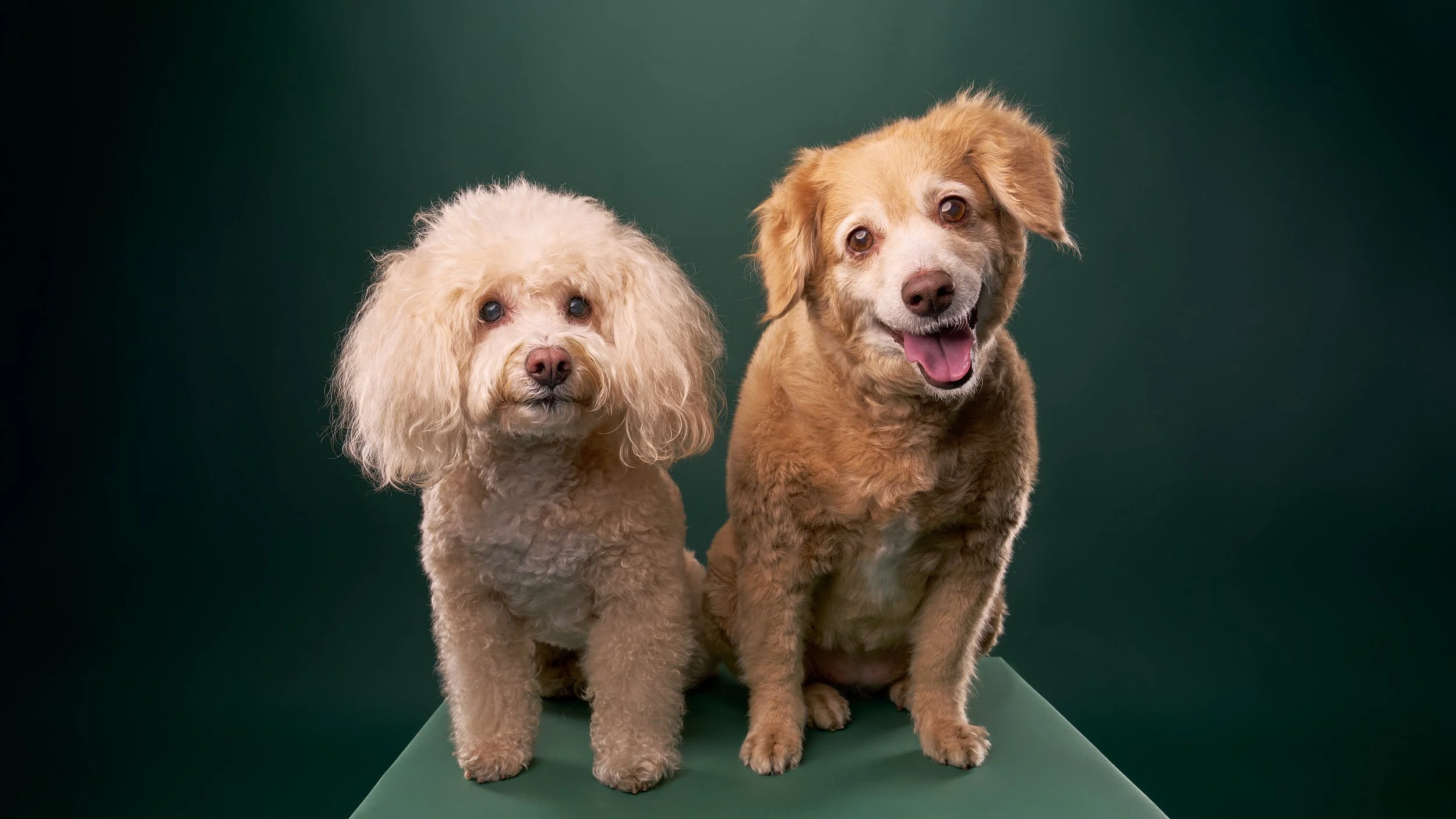Mochi &amp; Artie's Senior Dog Portrait Session
