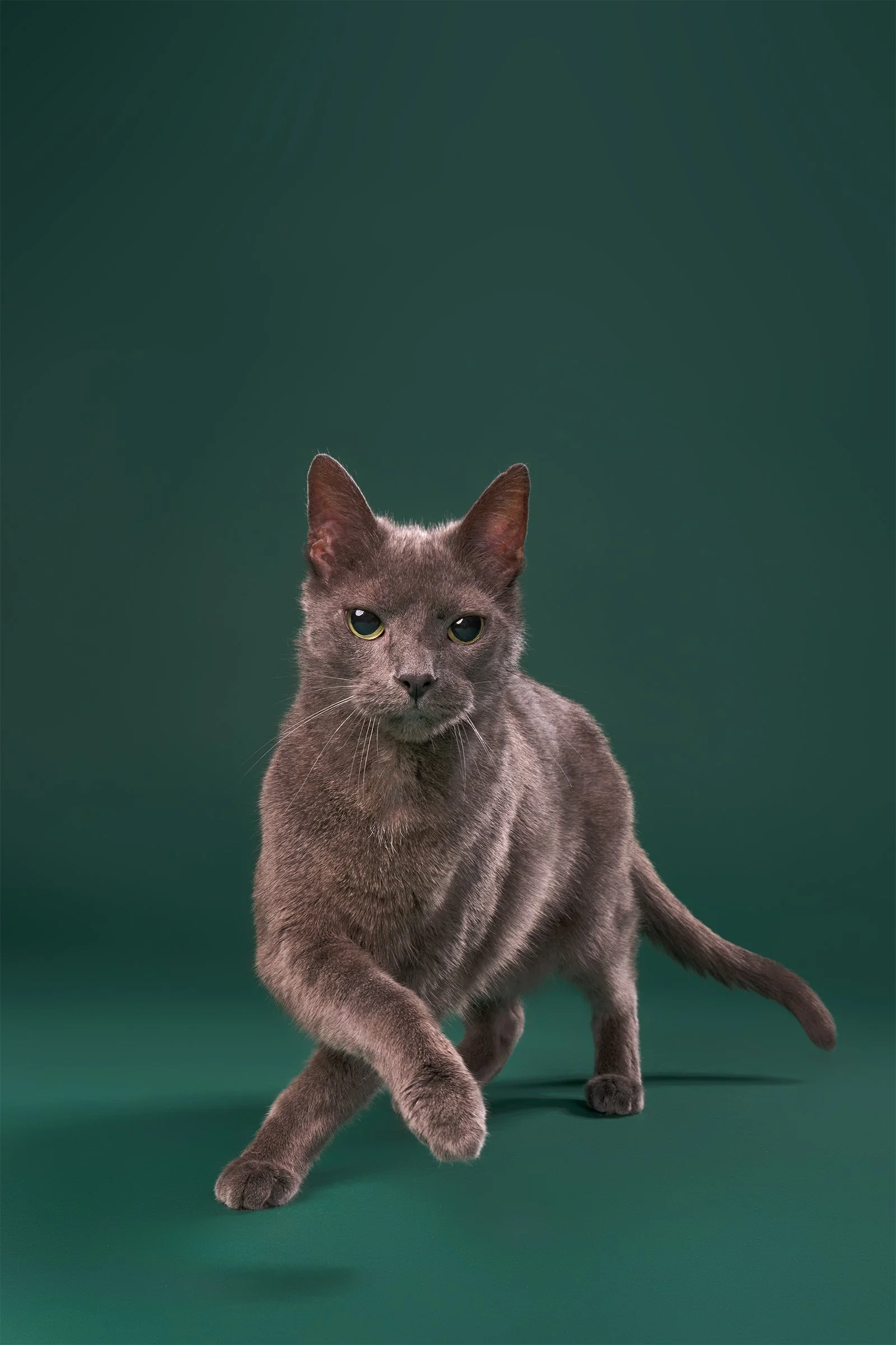  Photo of a gray senior cat prancing across an evergreen background with his front paws cross in Los Angeles pet portrait studio Shuttermutt Photo 