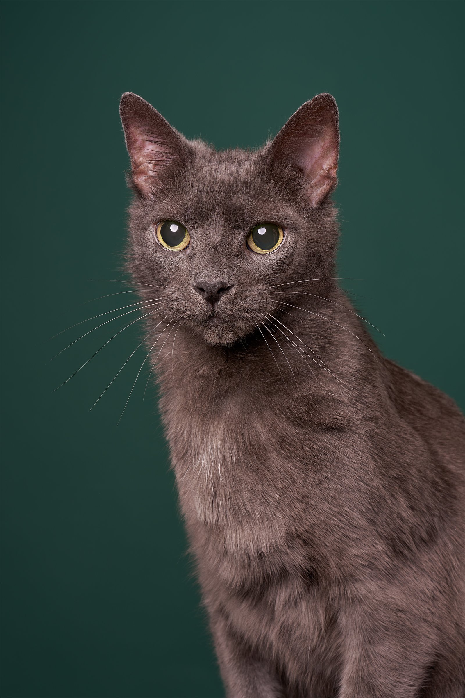  Photo of a gray senior cat sitting against an evergreen background in Los Angeles pet portrait studio Shuttermutt Photo 