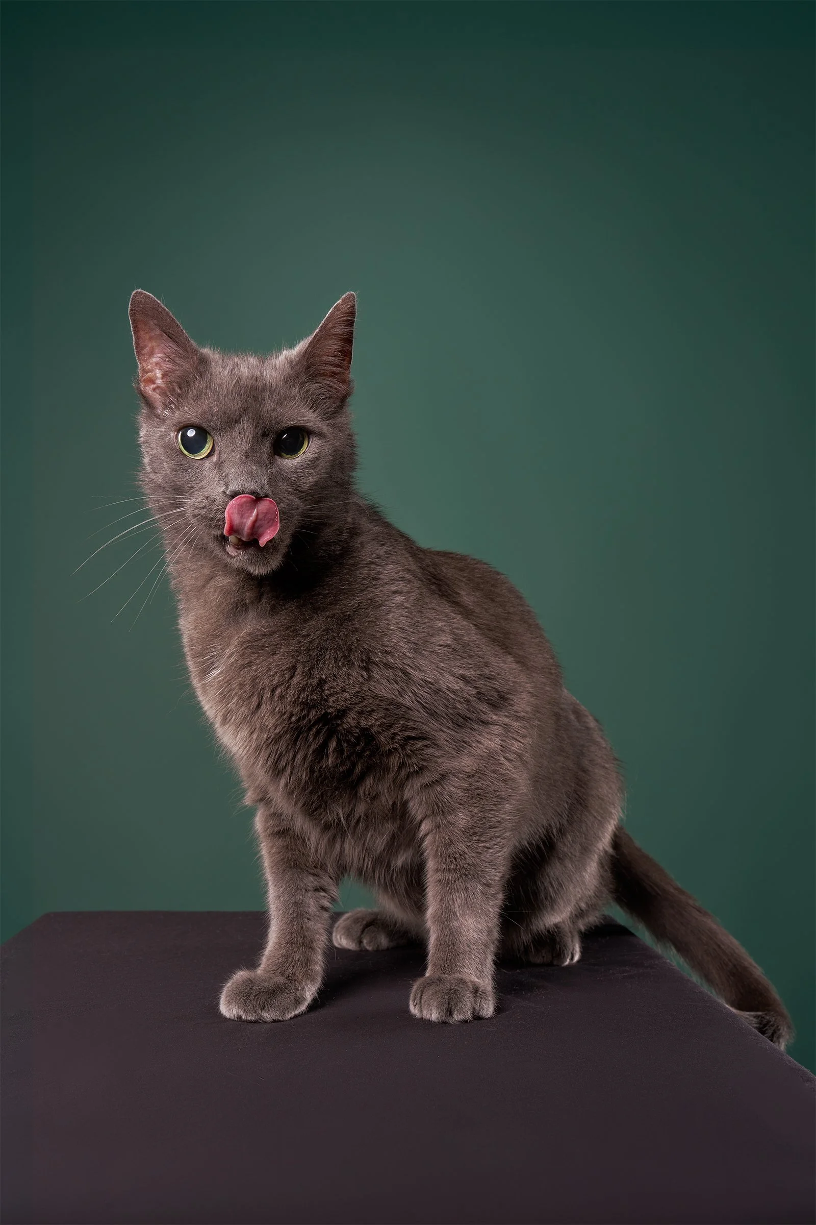  Photo of a gray senior cat licking its nose and sitting on a black box against an evergreen background in LA 