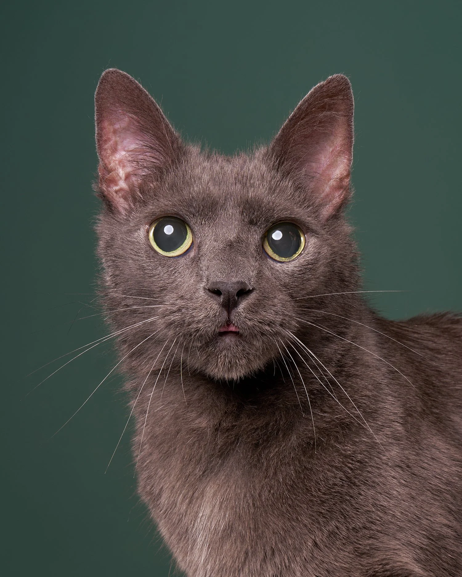  Photo of a gray senior cat sitting against an evergreen background in Los Angeles pet portrait studio Shuttermutt Photo 