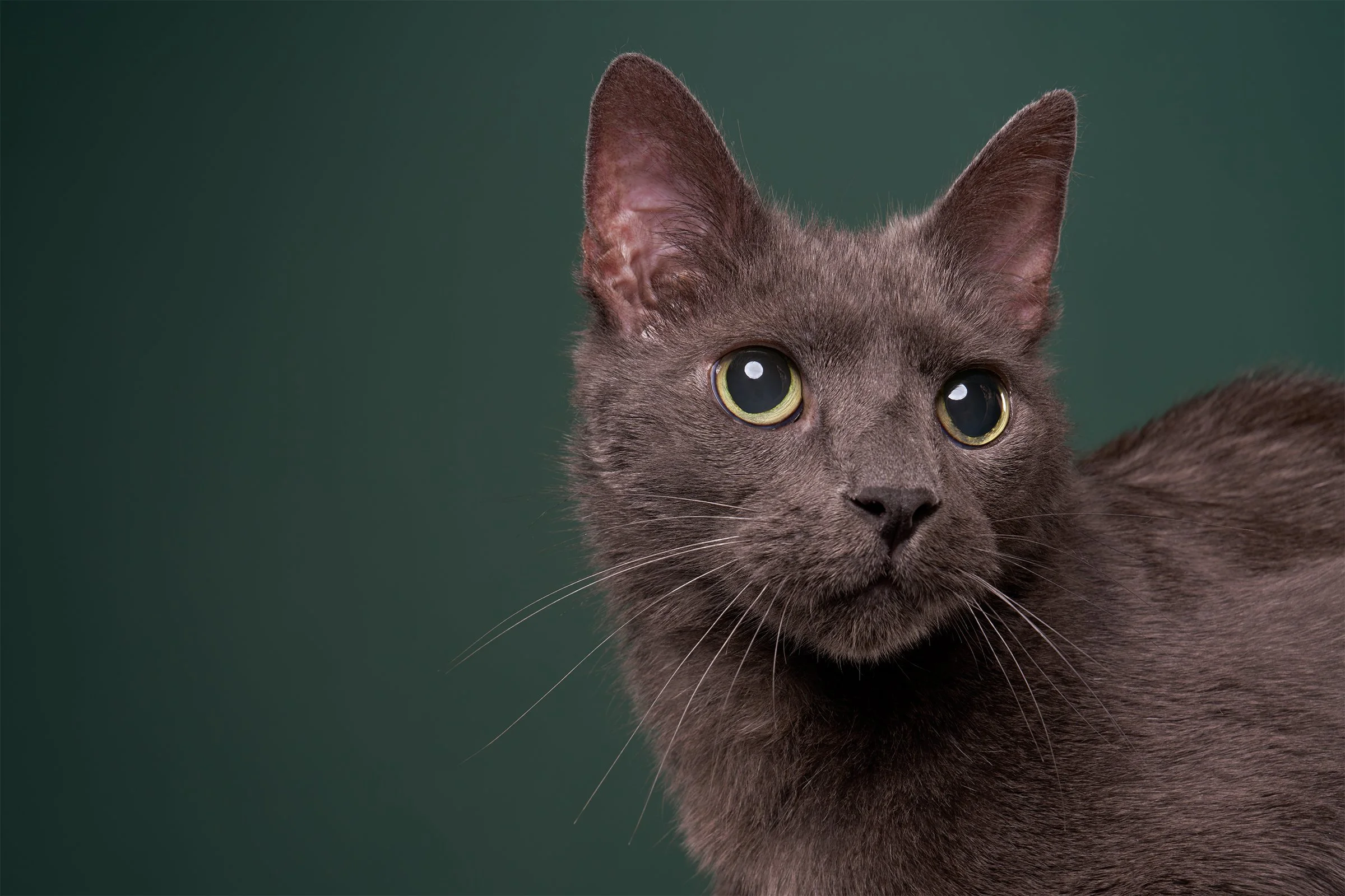  A gray senior cat’s face gazing to the right against an evergreen background in Los Angeles pet portrait studio Shuttermutt Photo 