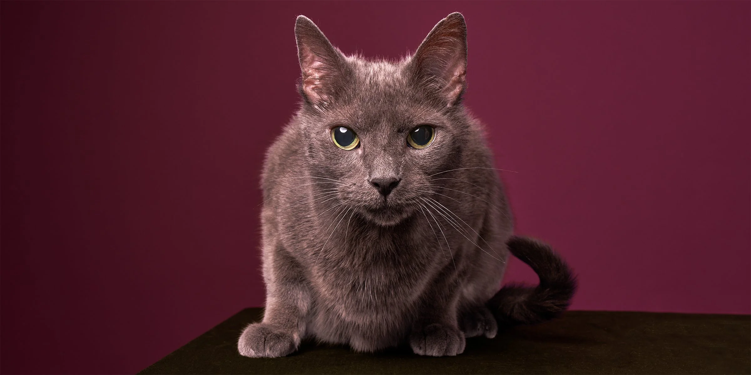 Photo of a gray senior cat crouched on a black box and staring straight ahead against a mauve background in Los Angeles pet portrait studio Shuttermutt Photo
