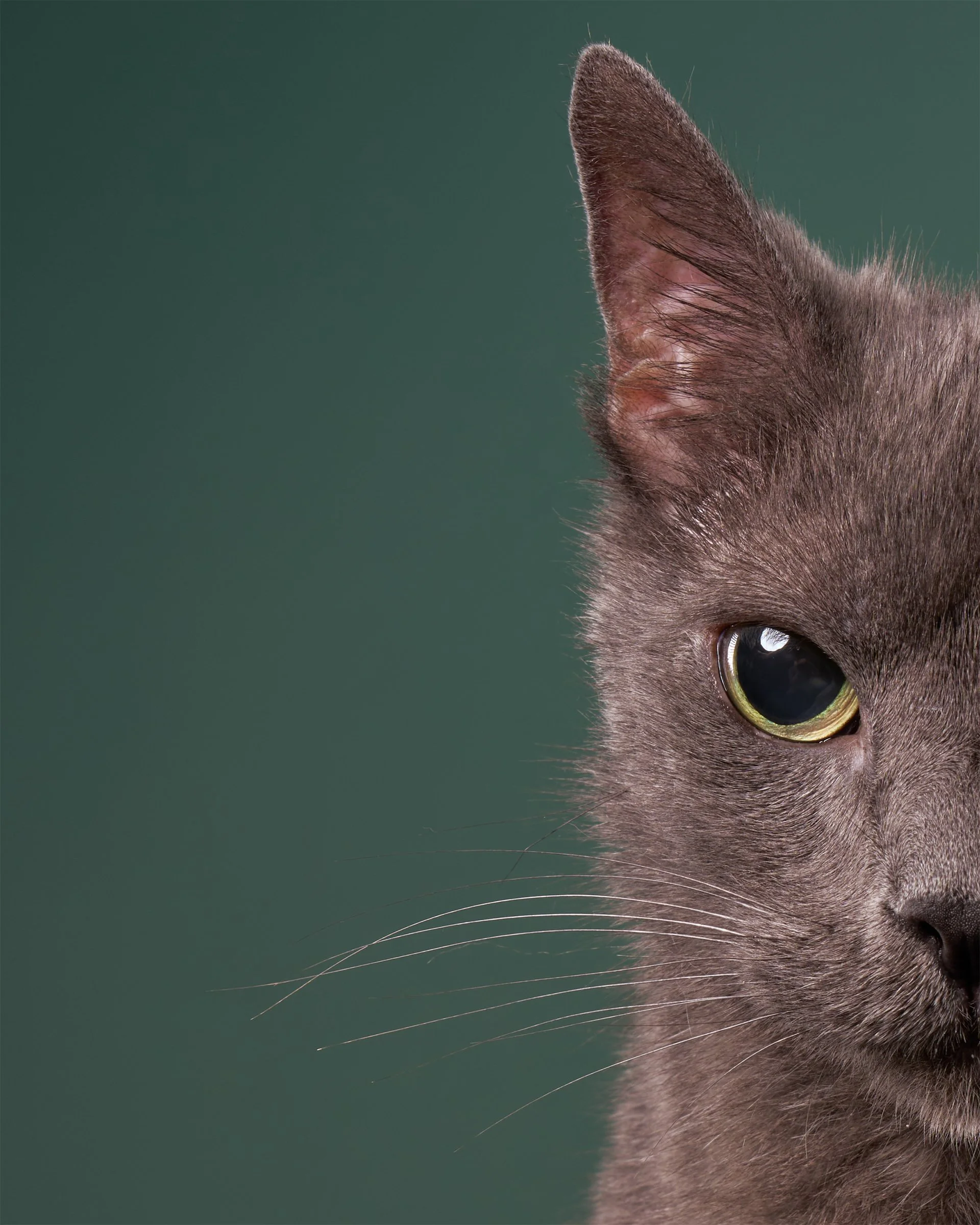  Portrait of the left side of a gray cat’s face against evergreen background in Los Angeles pet portrait studio Shuttermutt Photo 