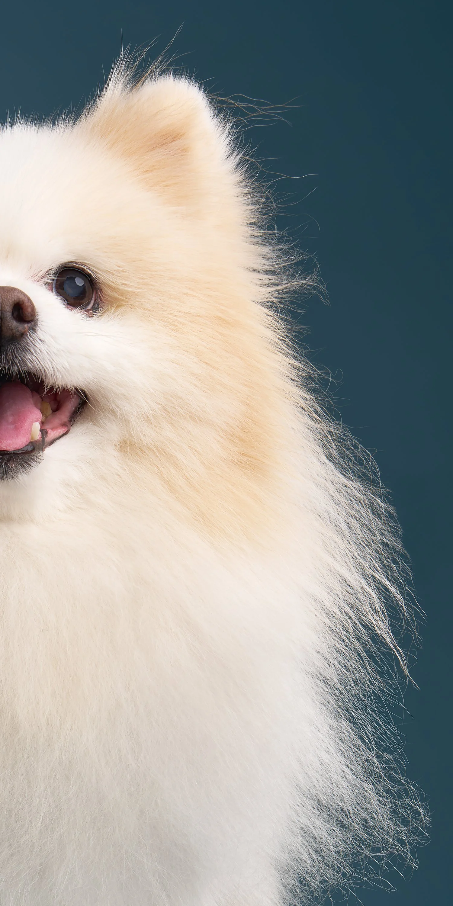 fine-art-pet-portraits-teddy-half-face5157l.jpg