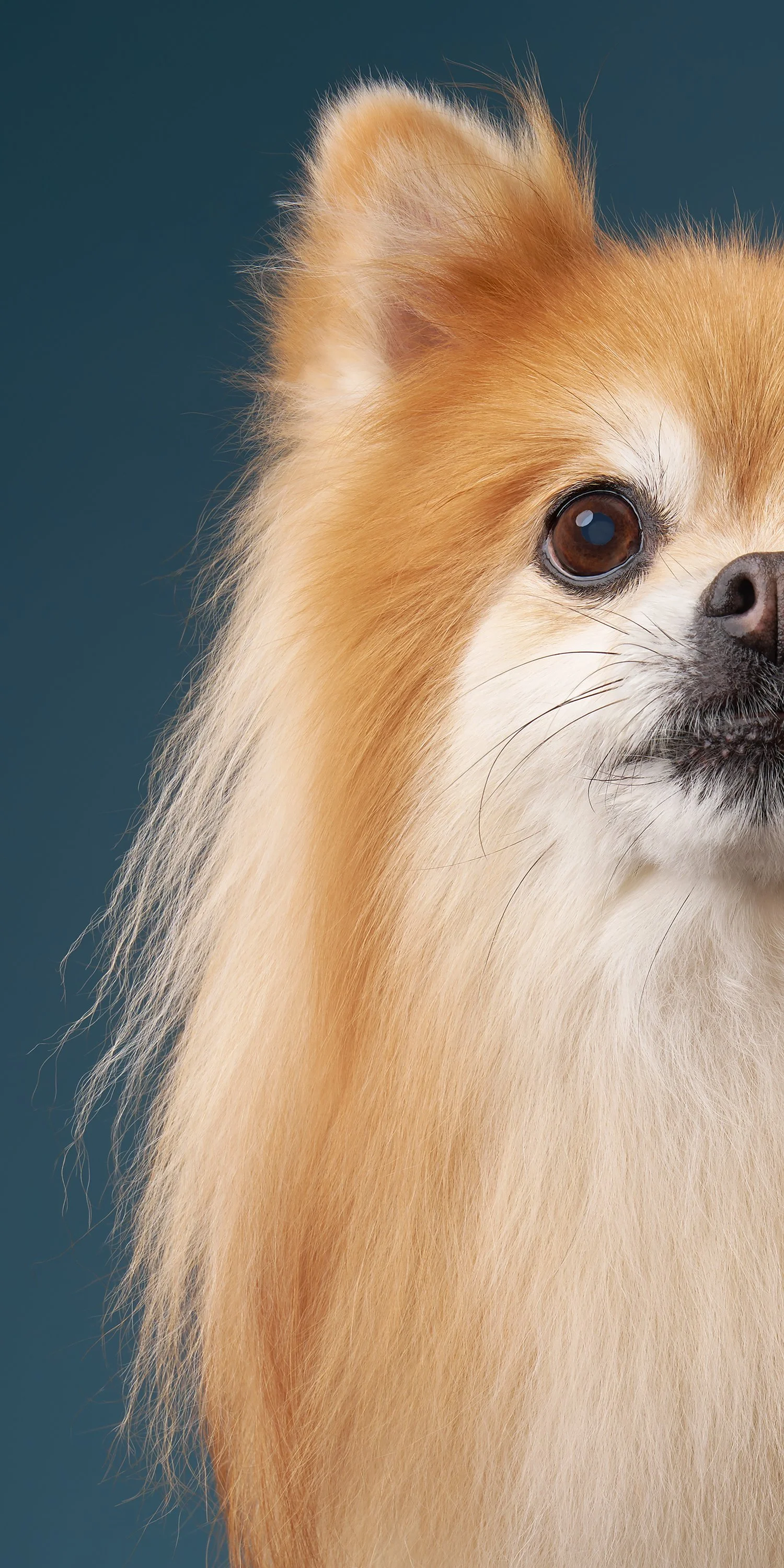 fine-art-pet-portraits-princess-half-face5240l.jpg