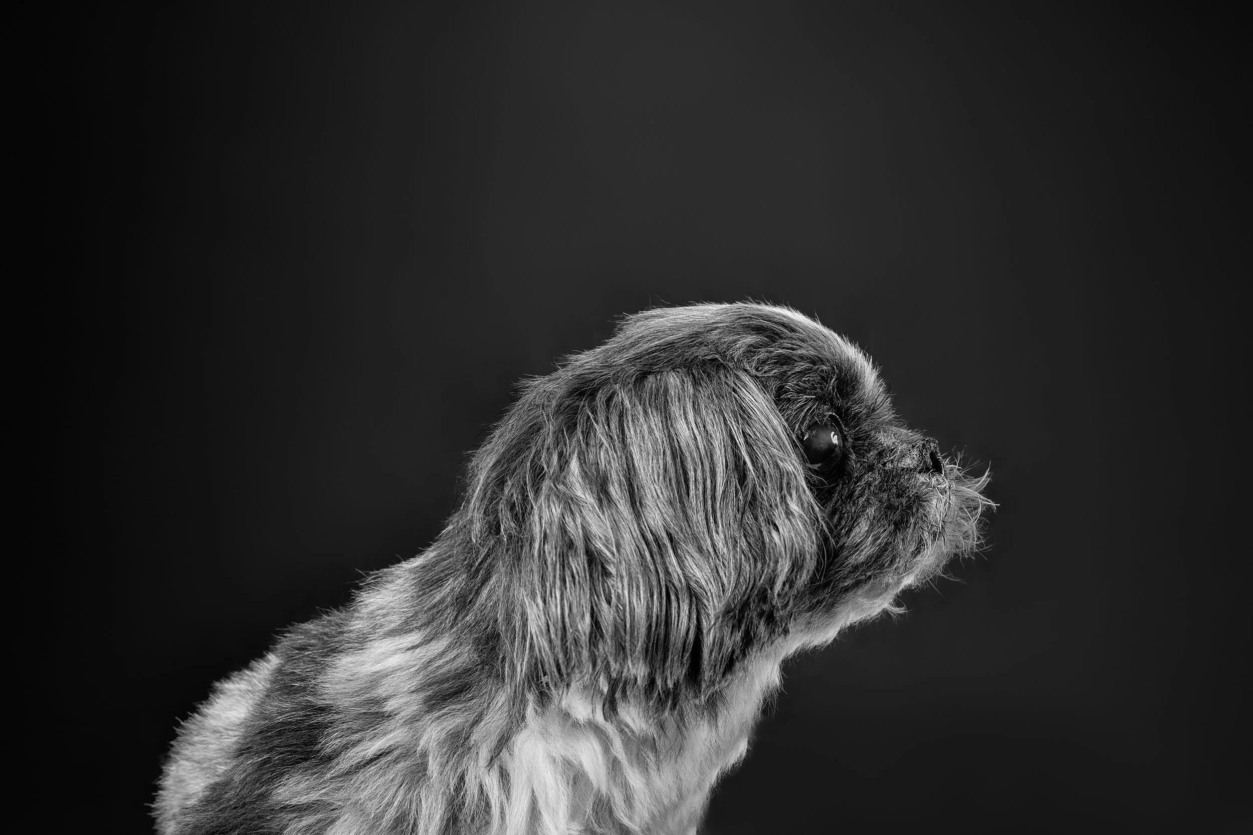 Black and white portrait of a senior maltese dog gazing up and right in LA dog portrait studio Shuttermutt Photo