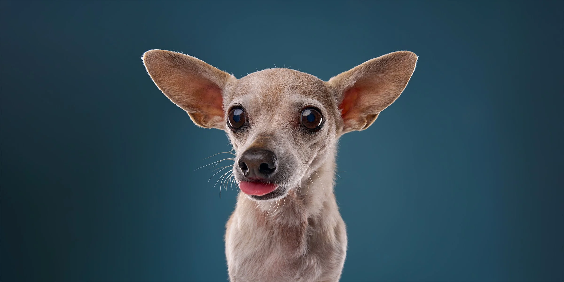 Pet portrait of senior chihuahua dog sticking its tongue out against a blue background in LA pet portrait studio